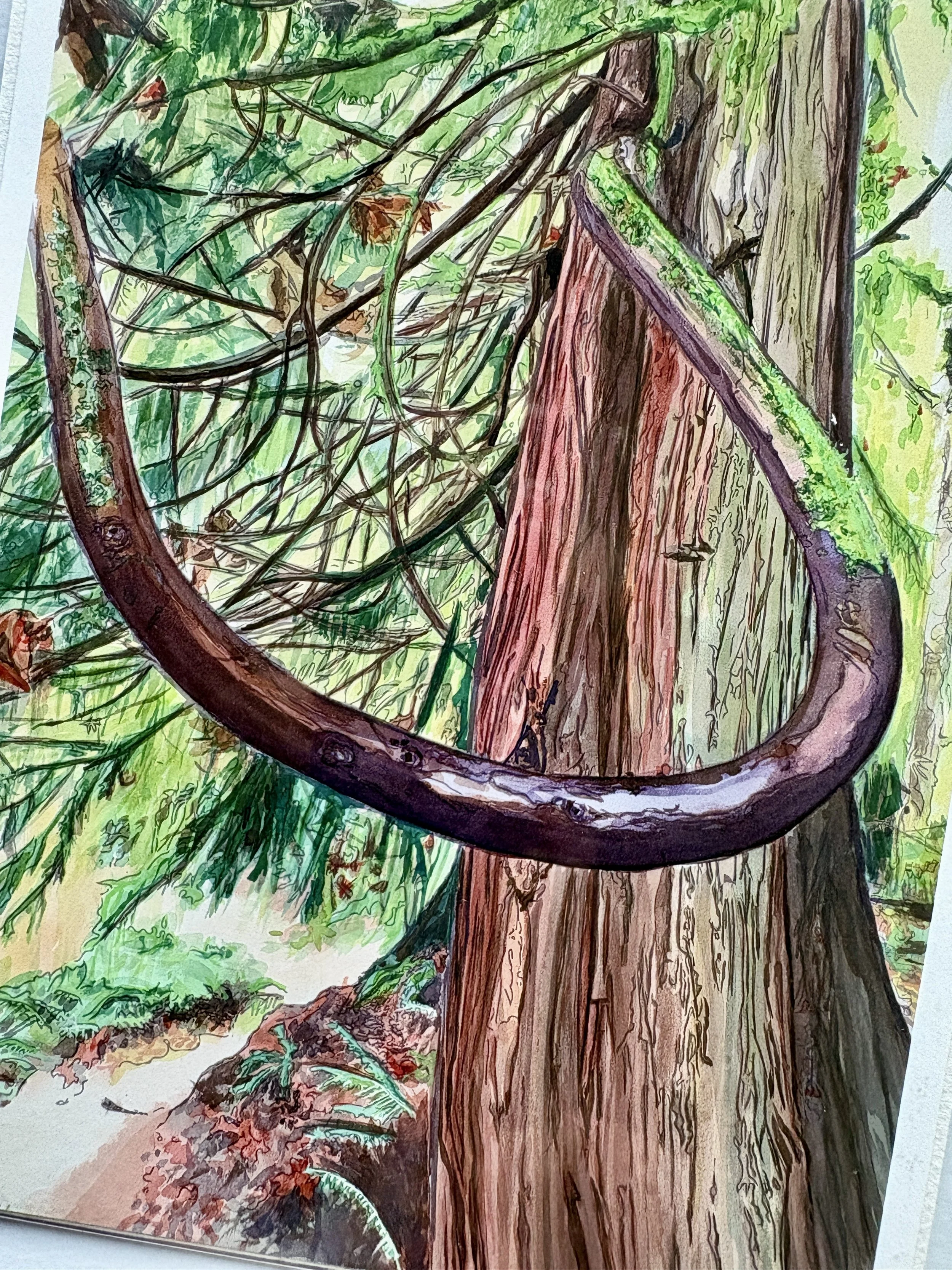 Western Red Cedar | 24" x 16"