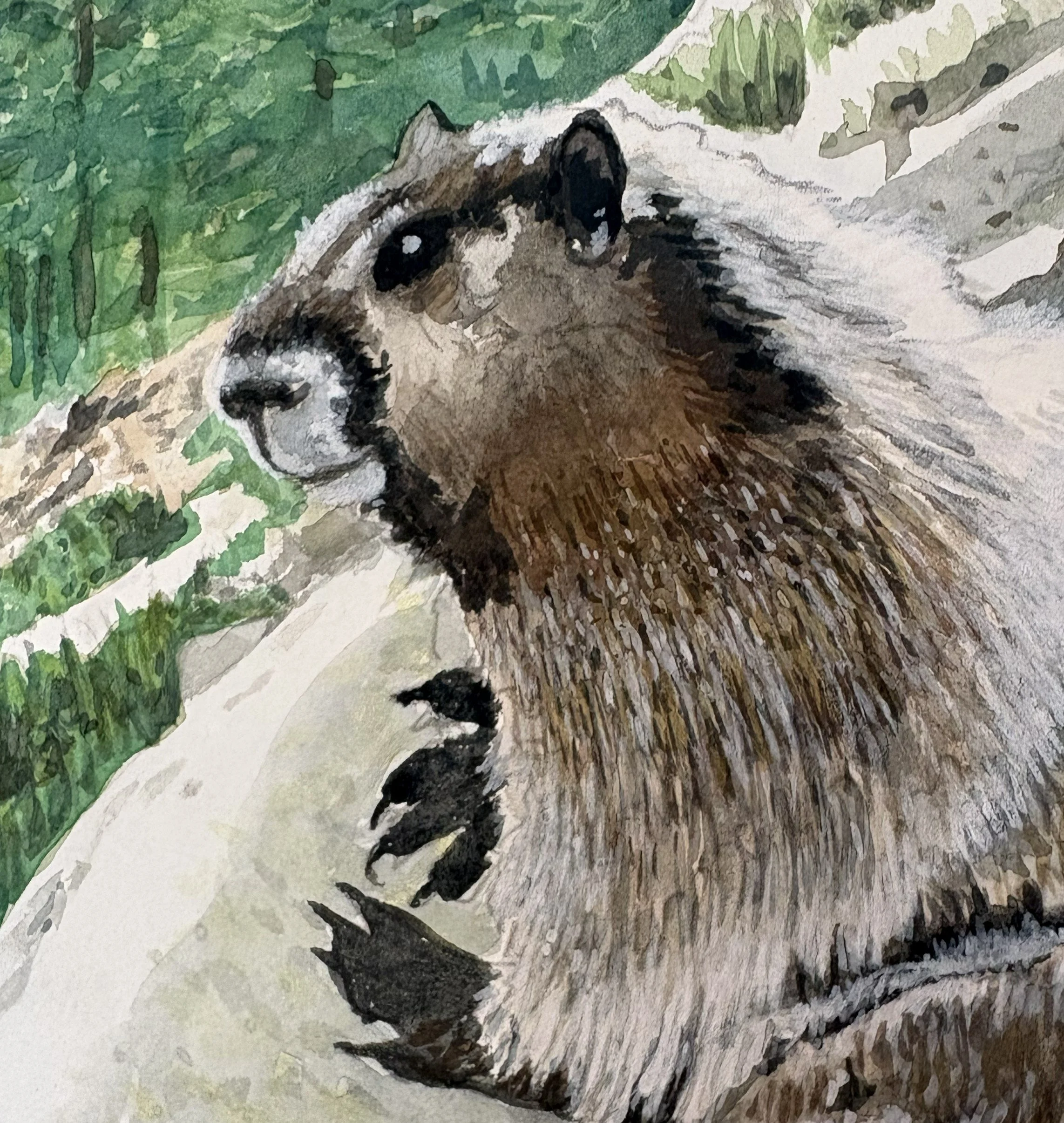 MarmotCloseup.jpg