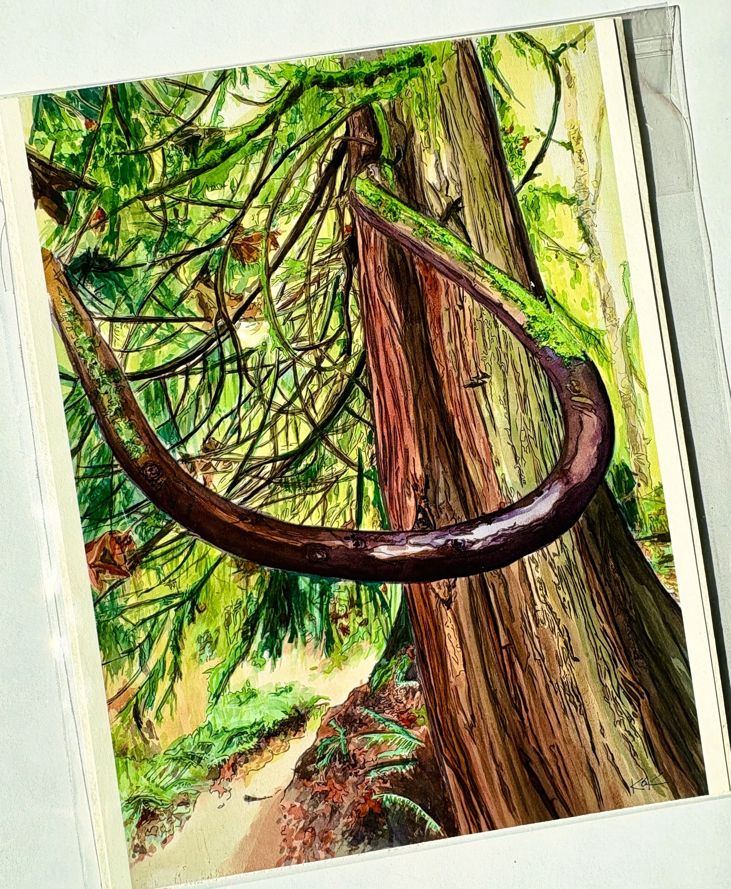 Western Red Cedar Giclée Print | 8" x 10" |