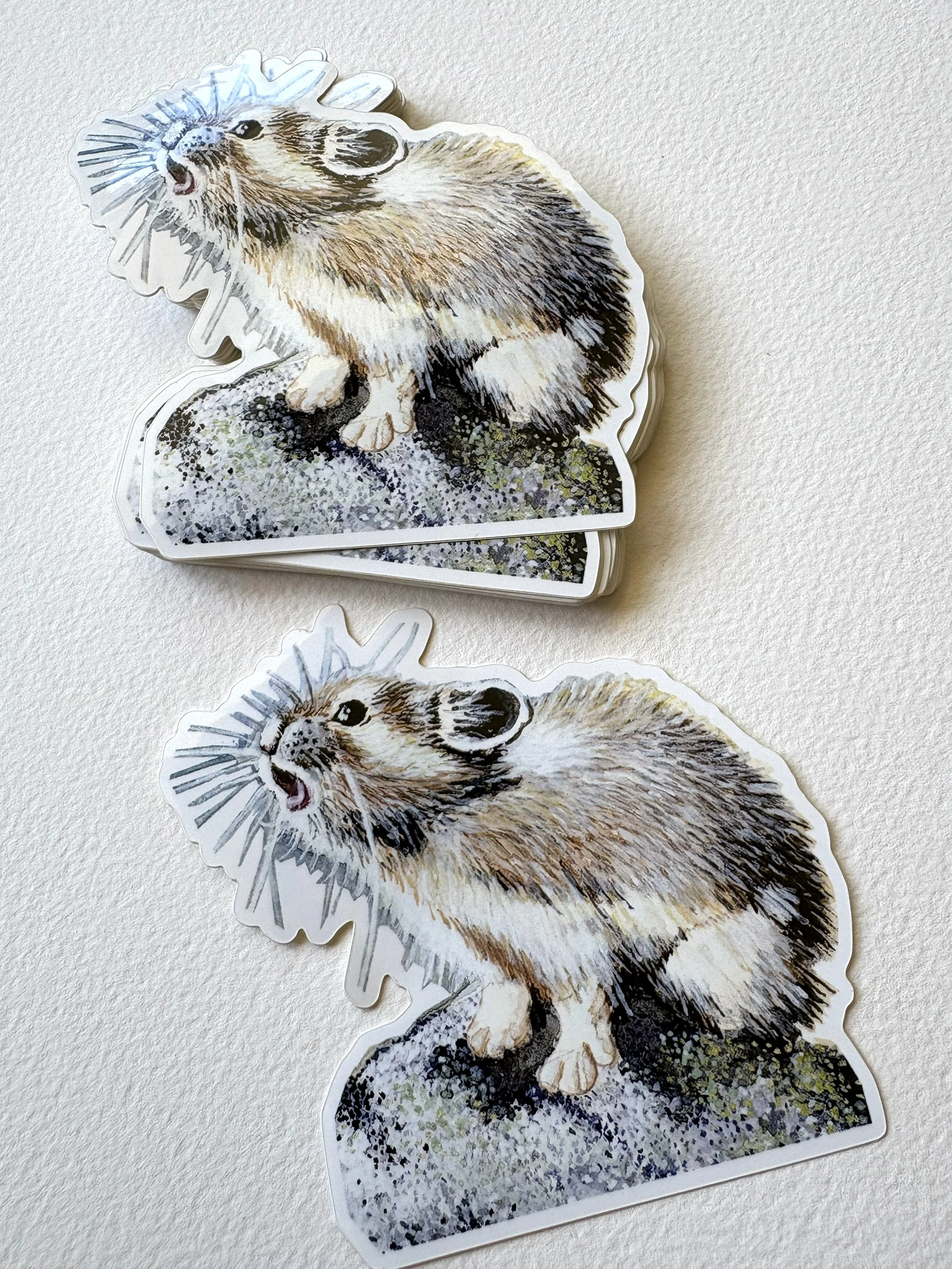 Pika Calling | 4"x4"