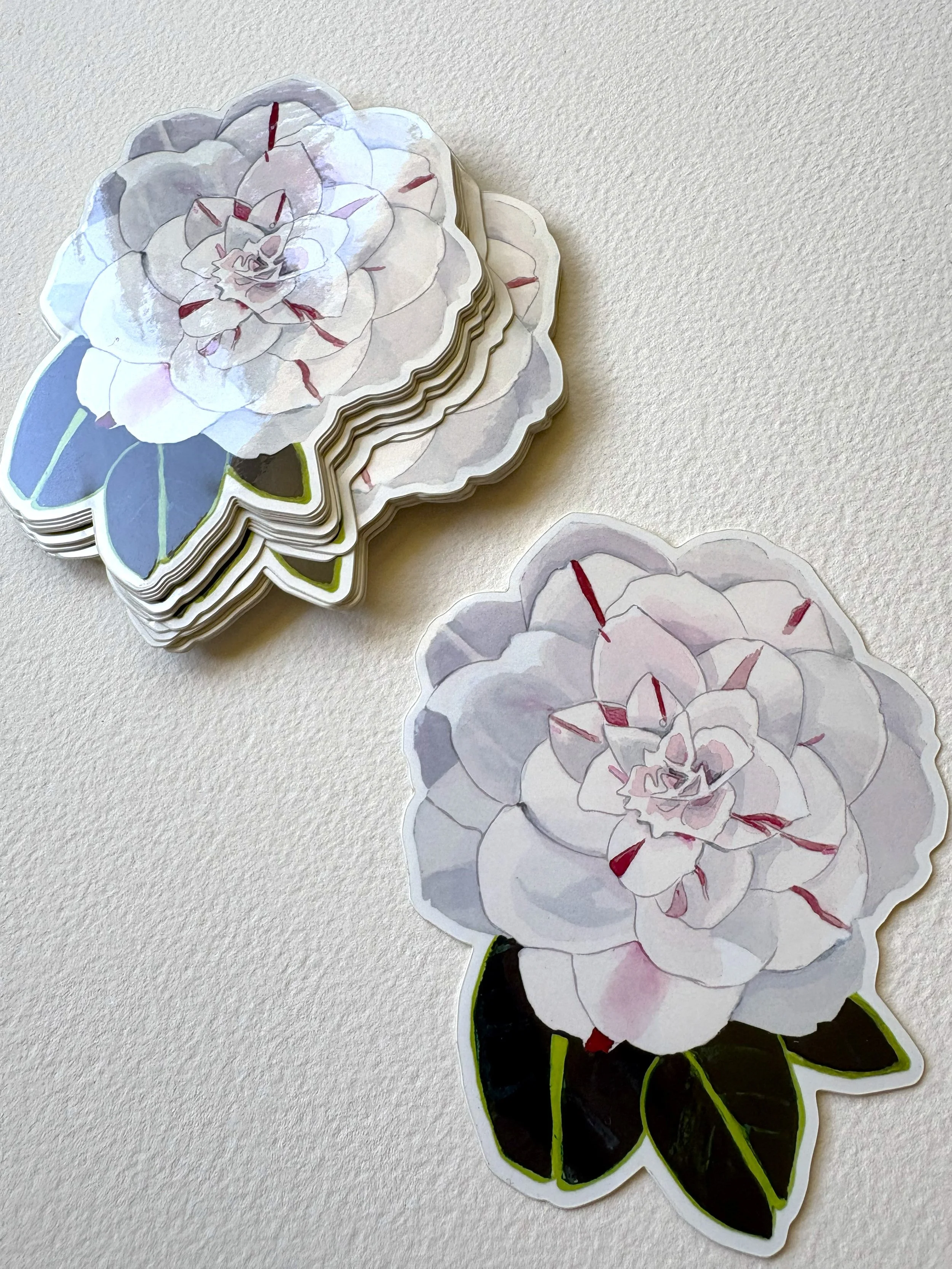 Candy Cane Camellia | 4" x  4.5"