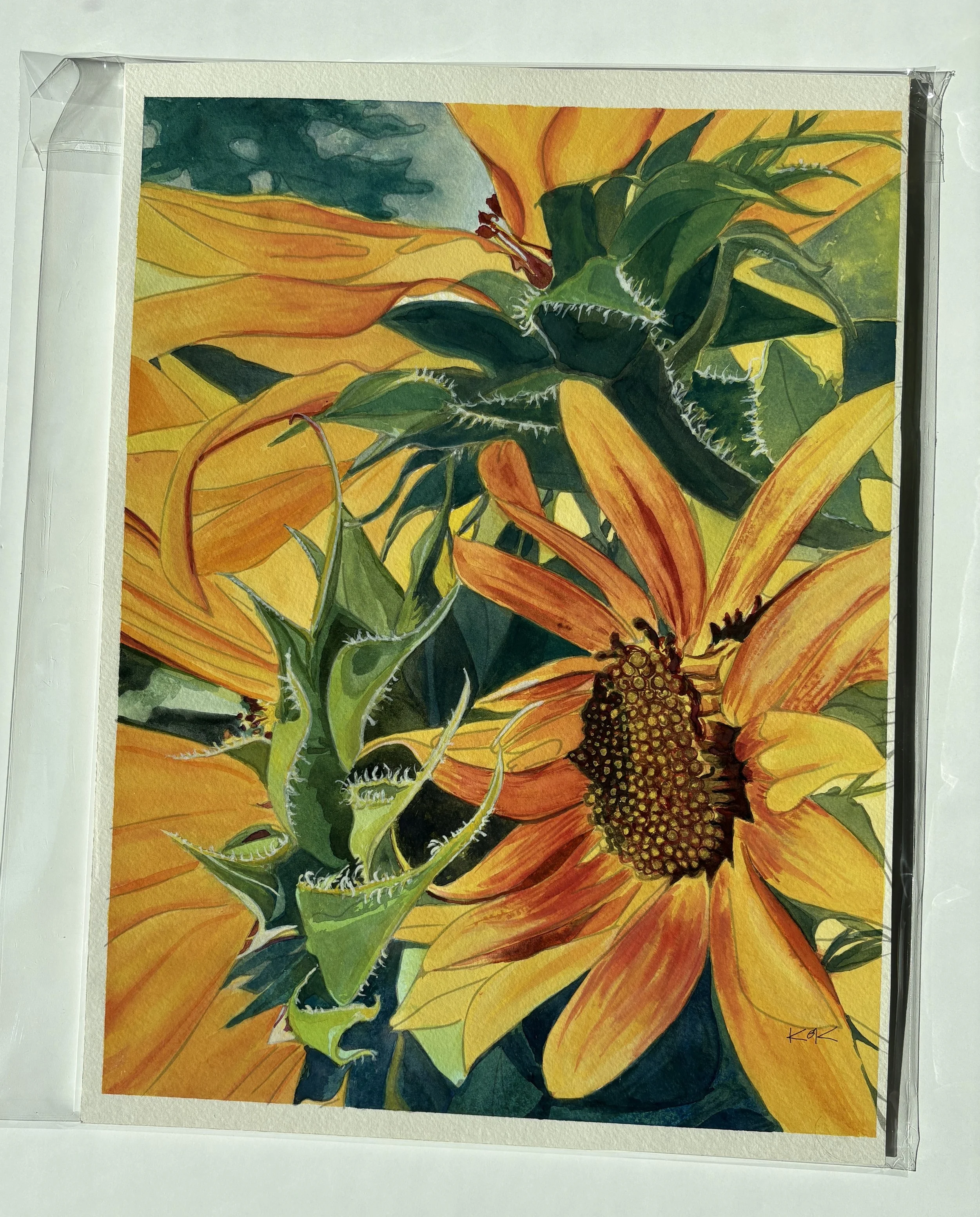 Original Tithonia- Mexican Sunflowers 2.jpg