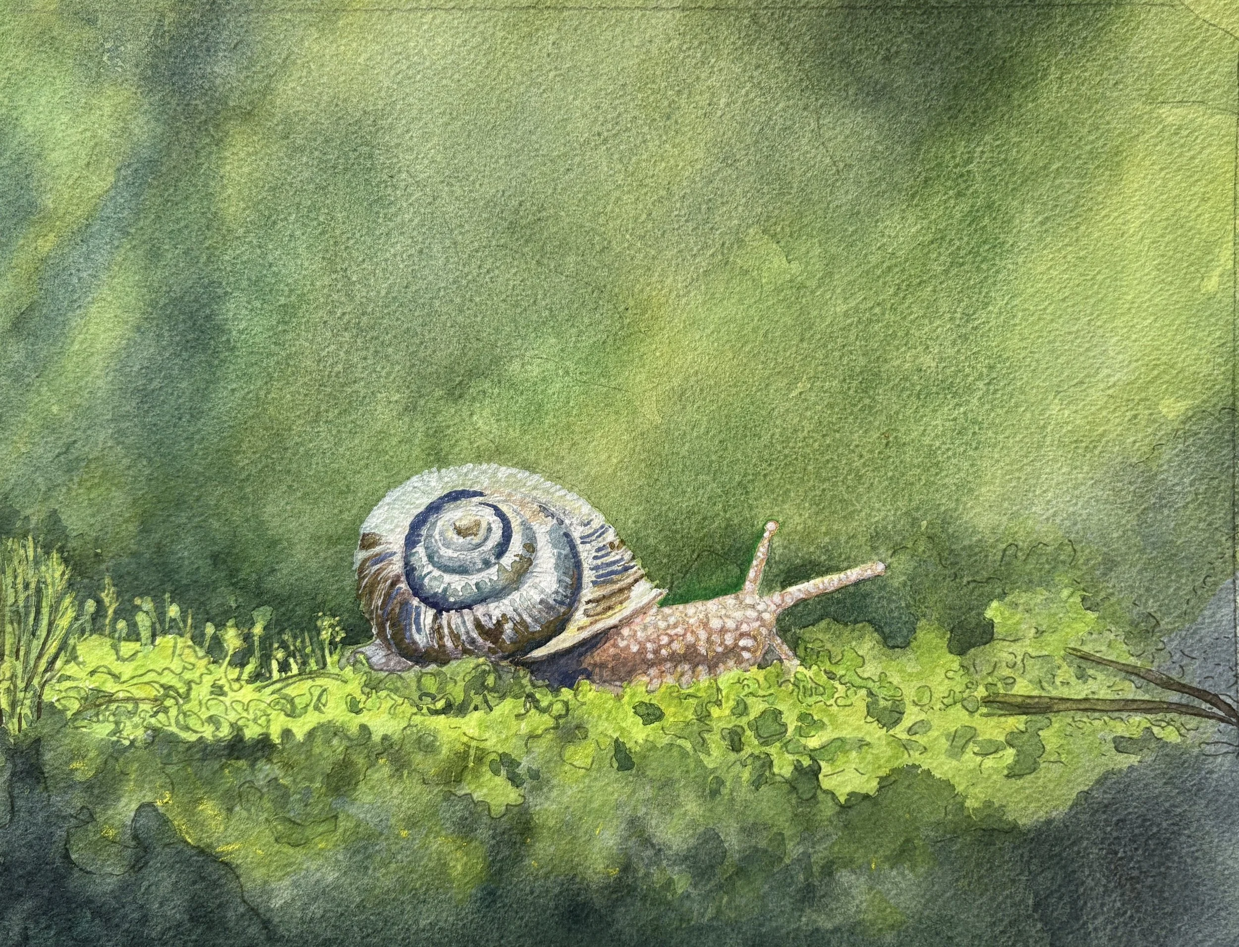 OregonForestSnail.jpg
