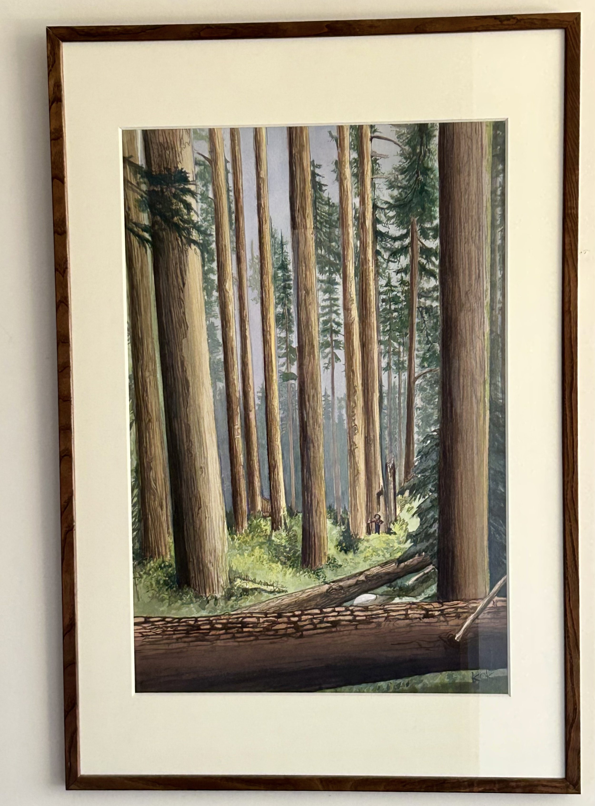 Noble Firs, | 36" x 24"