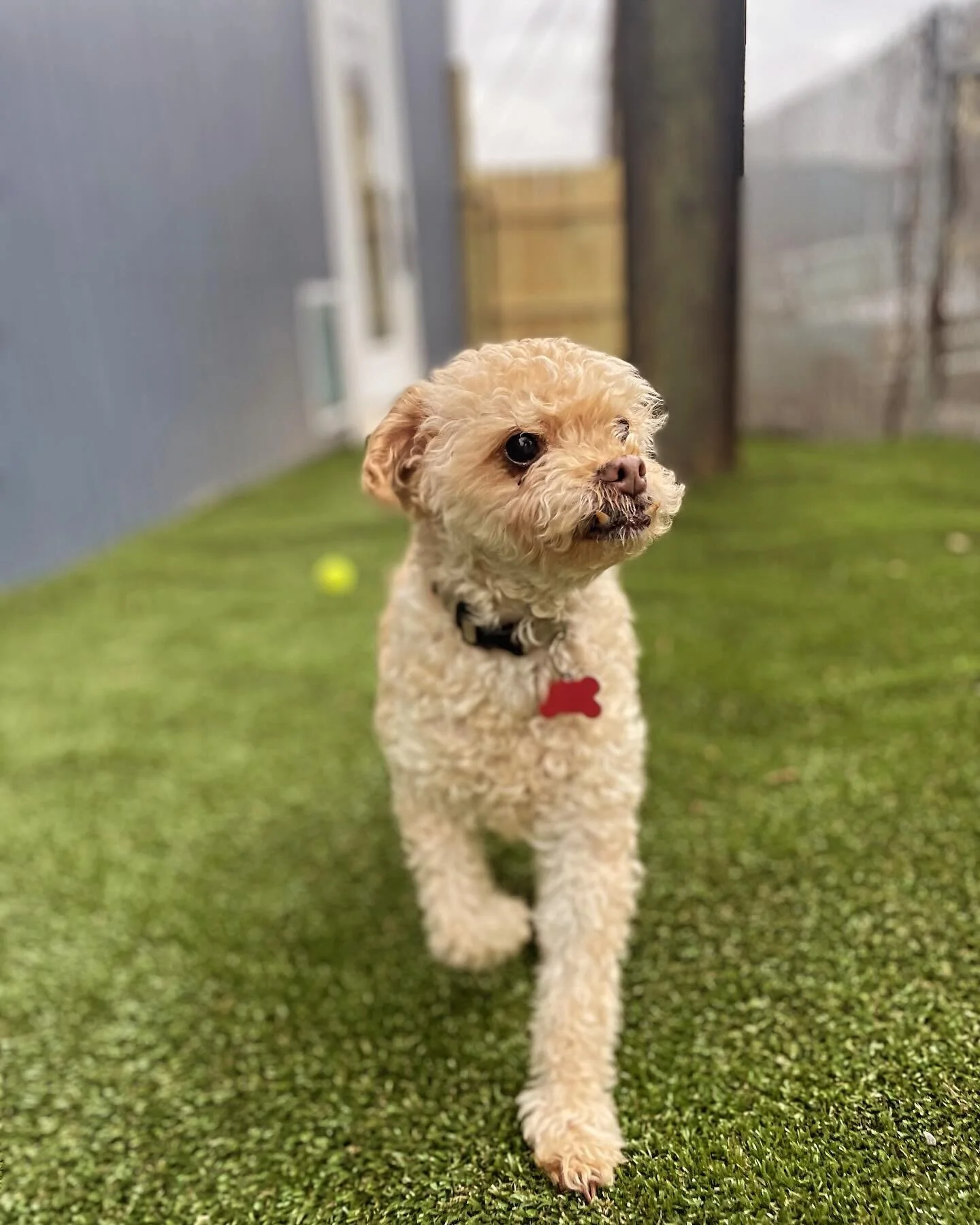 Did you know we do long term boarding too?

This is Asher and Max, mom is having renovations done on the house and wanted them to have a nice place to stay during that time. We are so happy that she chose to have them here with us and we absolutely a
