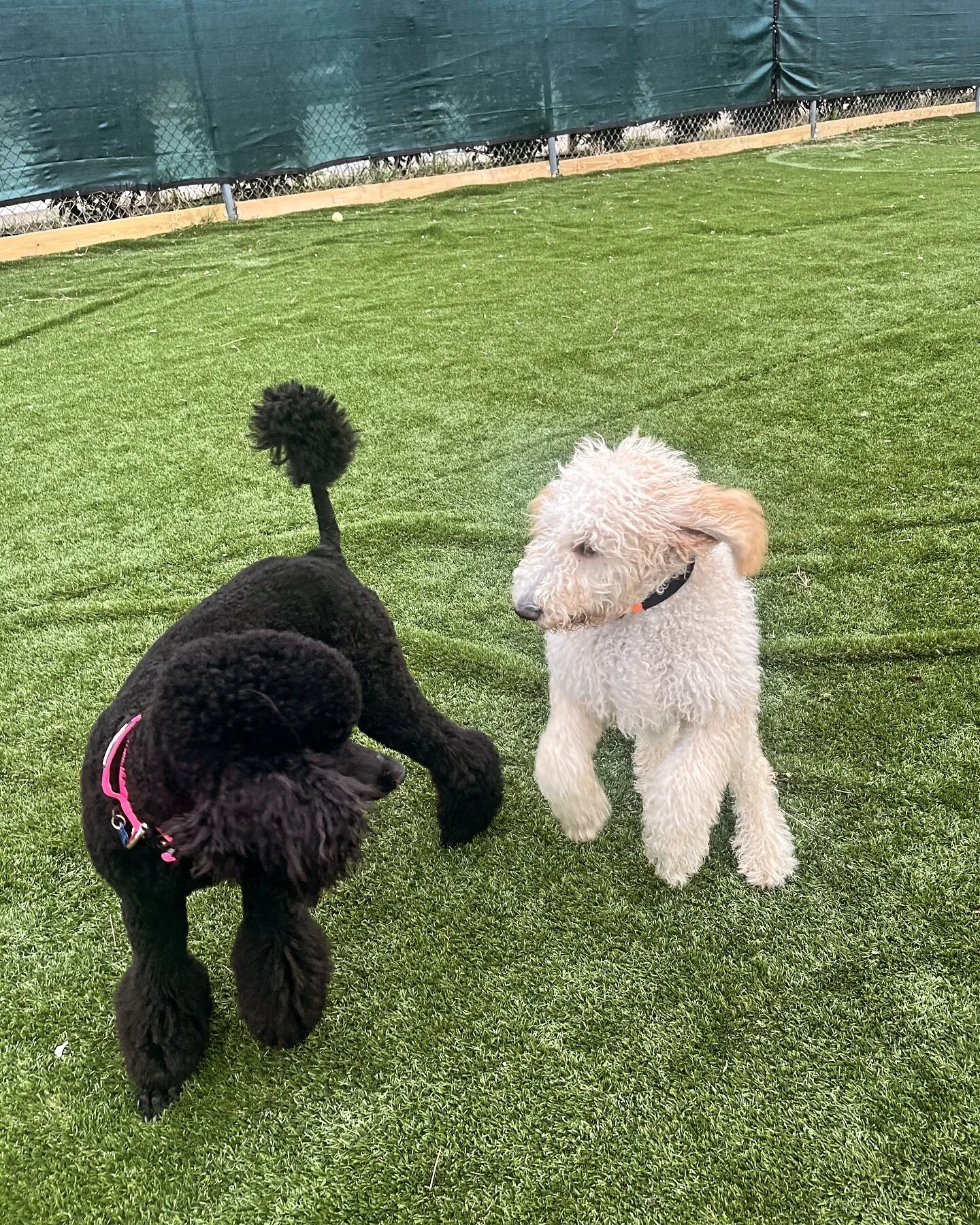 Announcement!!! 
Hold on for this one, We&rsquo;re now offering a $600 unlimited Dayplay Pass for the month of January!
Bring your pup as many days as you want! 
Please give us a call and set up your customized client portal to get this awesome deal!