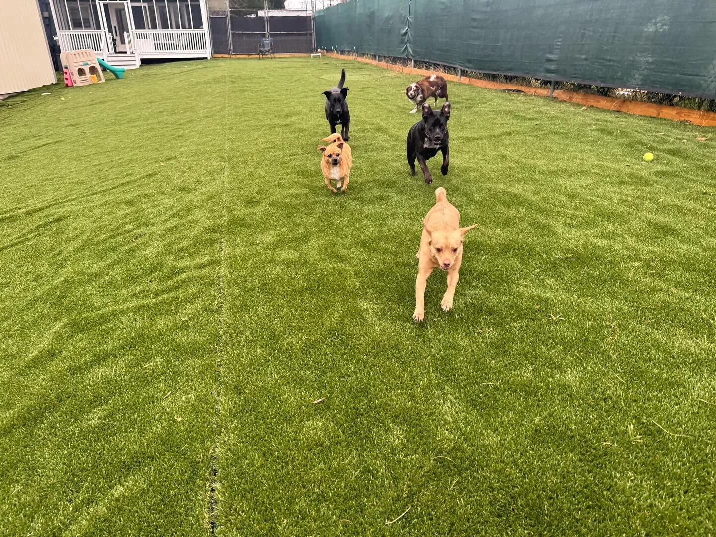 10 hours of races and we still don&rsquo;t know who won! Lots of Couch Cuddles tonight! #HomewoodPetResort #bmore #baltimoredogs #doggiedaycare