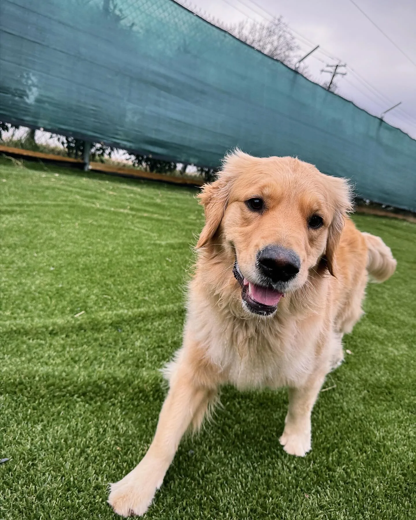 Jolene Jolene Joleeeene brings you all the toys to play ❤️

Our website is at homewoodboarding.com so you can get scheduled today, and create your own custom customer account! 

#homewoodpetresort #doggiedaycare #baltimorepups #homeawayfromhome #fetc