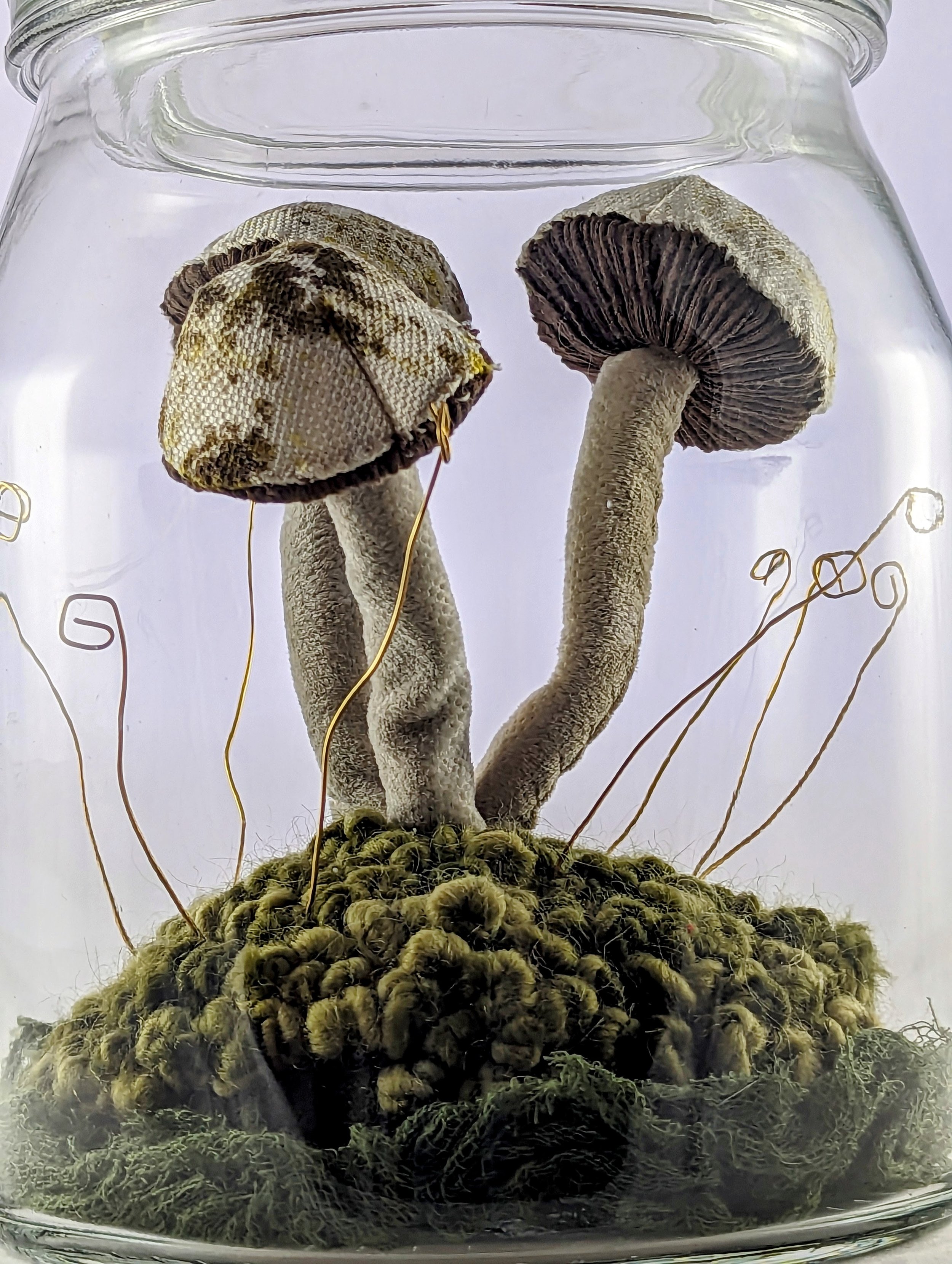 KTepeWhiteMushroomTerrarium (3).jpg