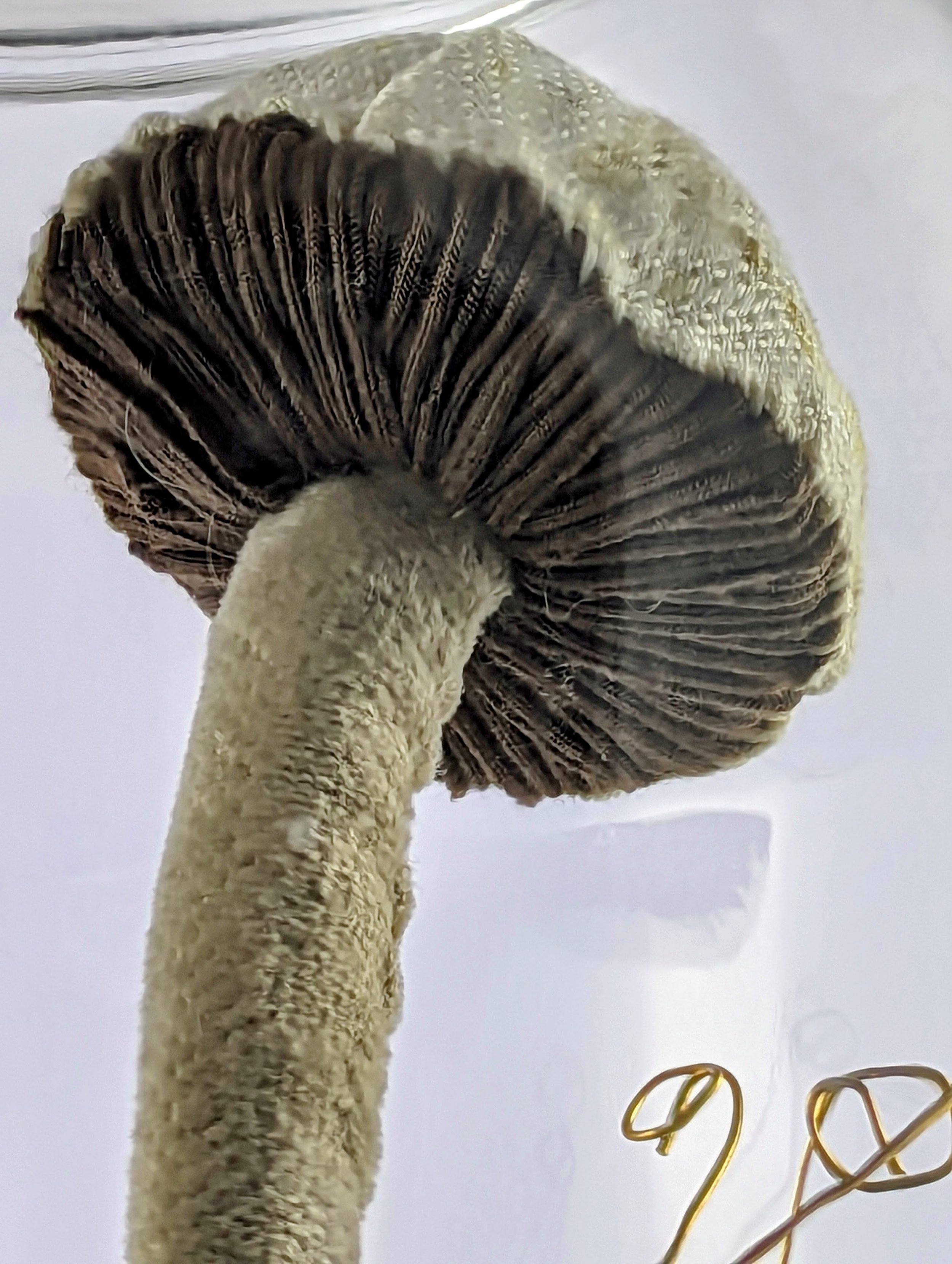 KTepeWhiteMushroomTerrarium (1).jpg