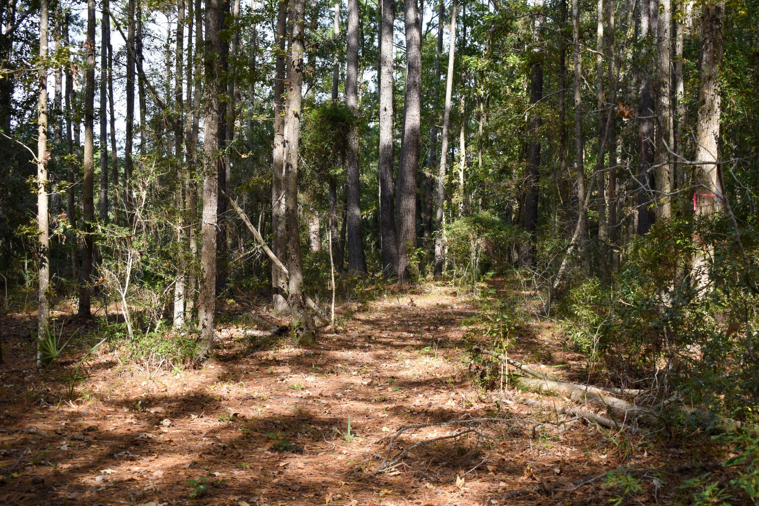 Phillips Community Trail.jpg