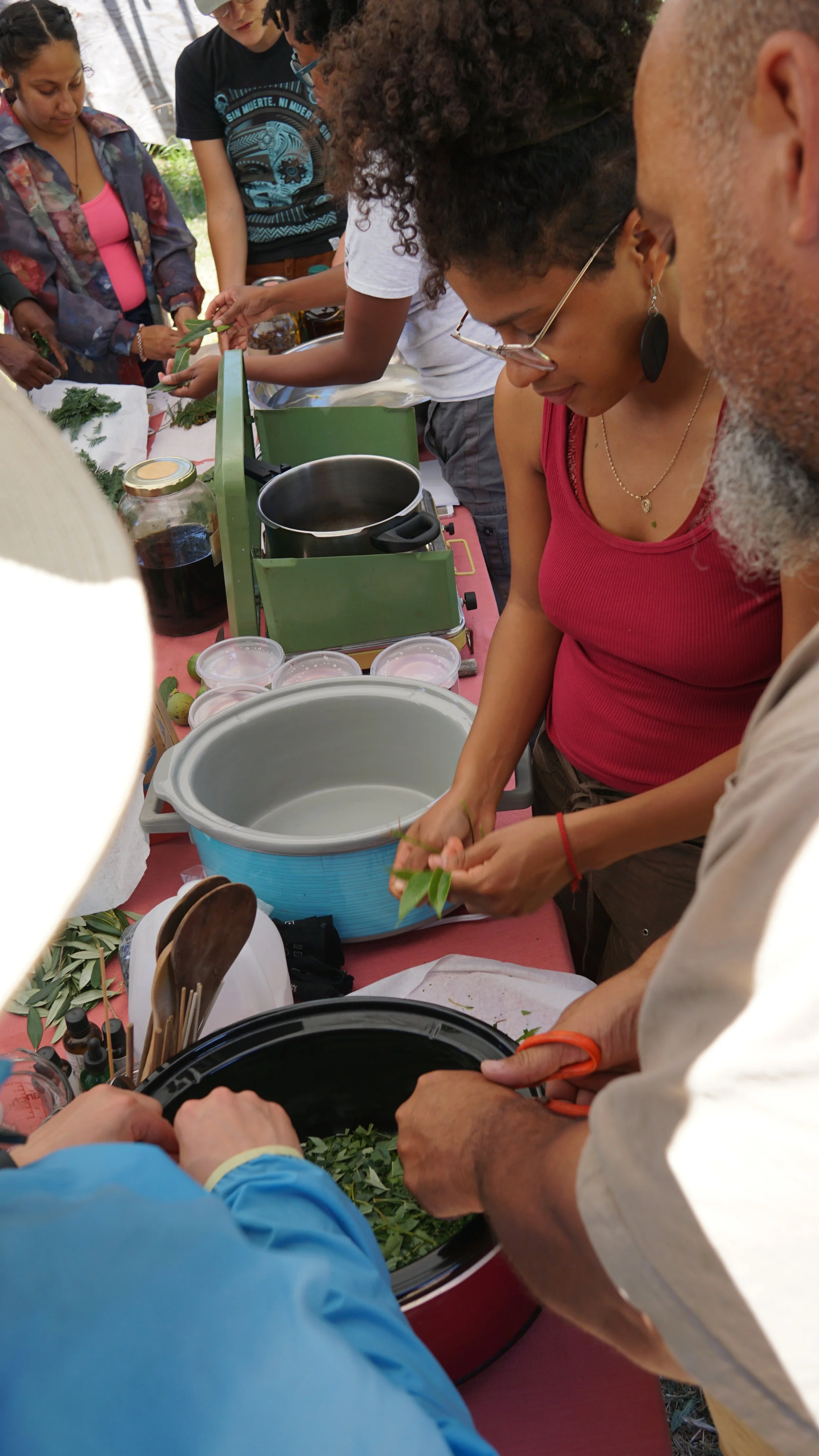 roots tree medicine.JPG