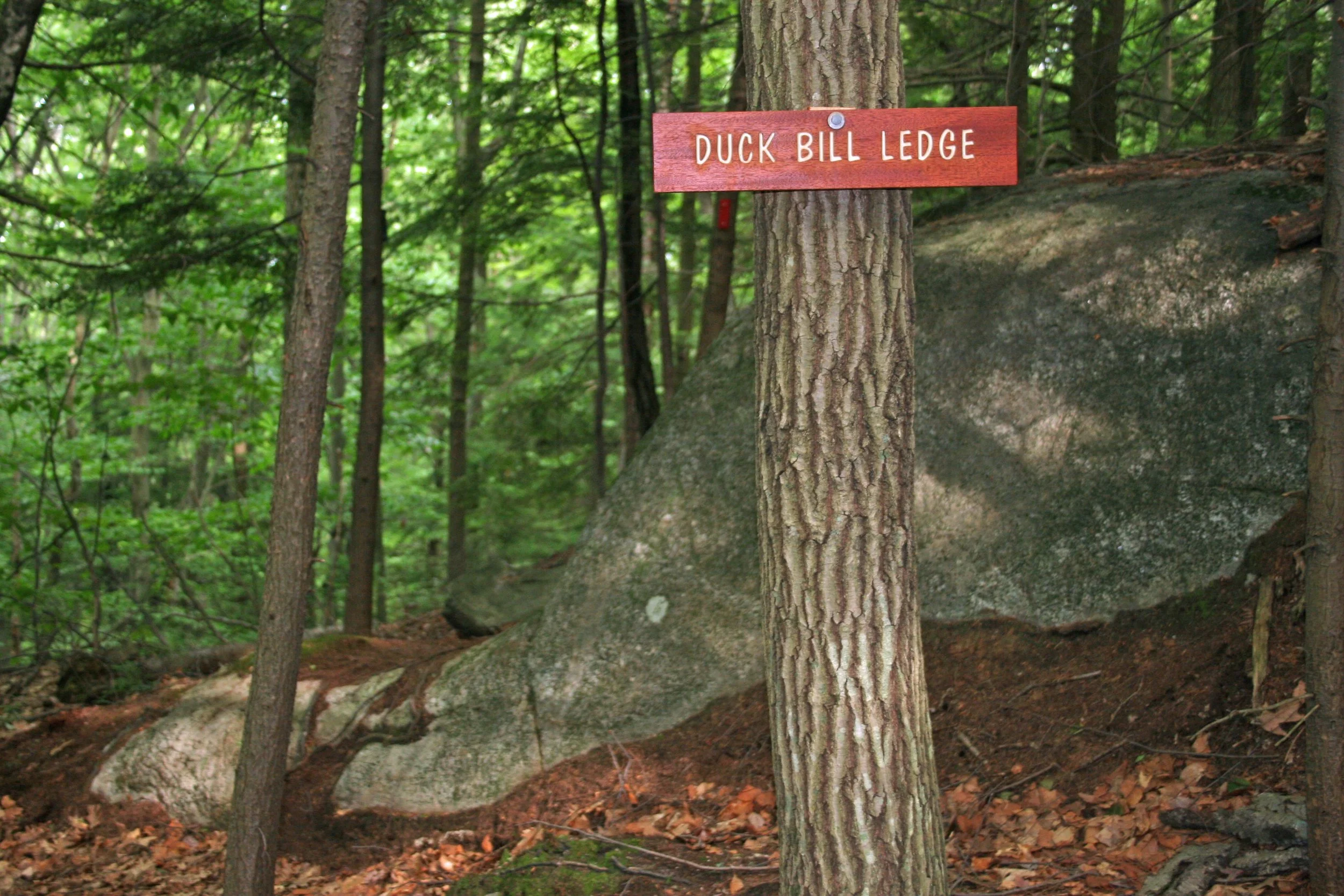 Nottingcook Forest Bow Open Spaces (4).JPG