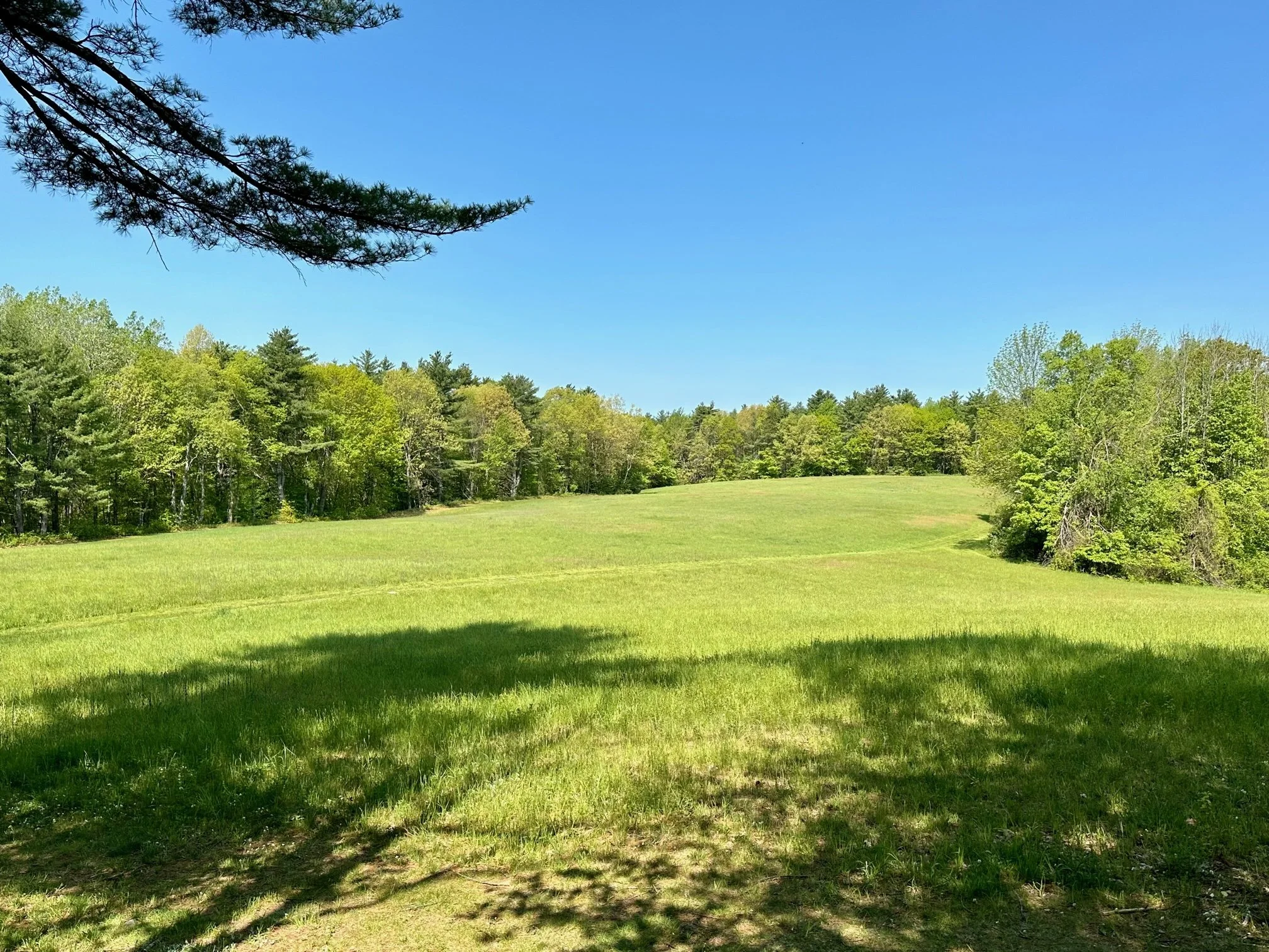 Hammond Forest Bow Open Spaces (3).jpg