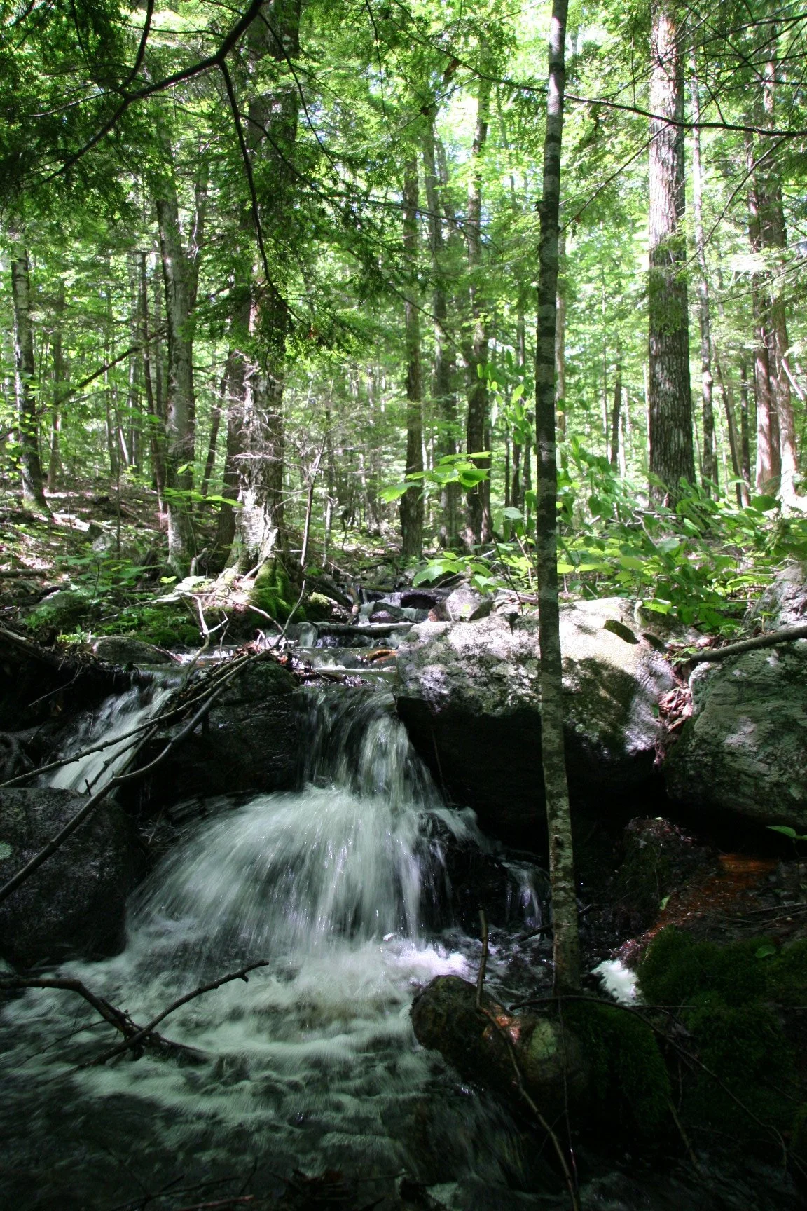 Nottingcook Forest Bow Open Spaces (6).JPG