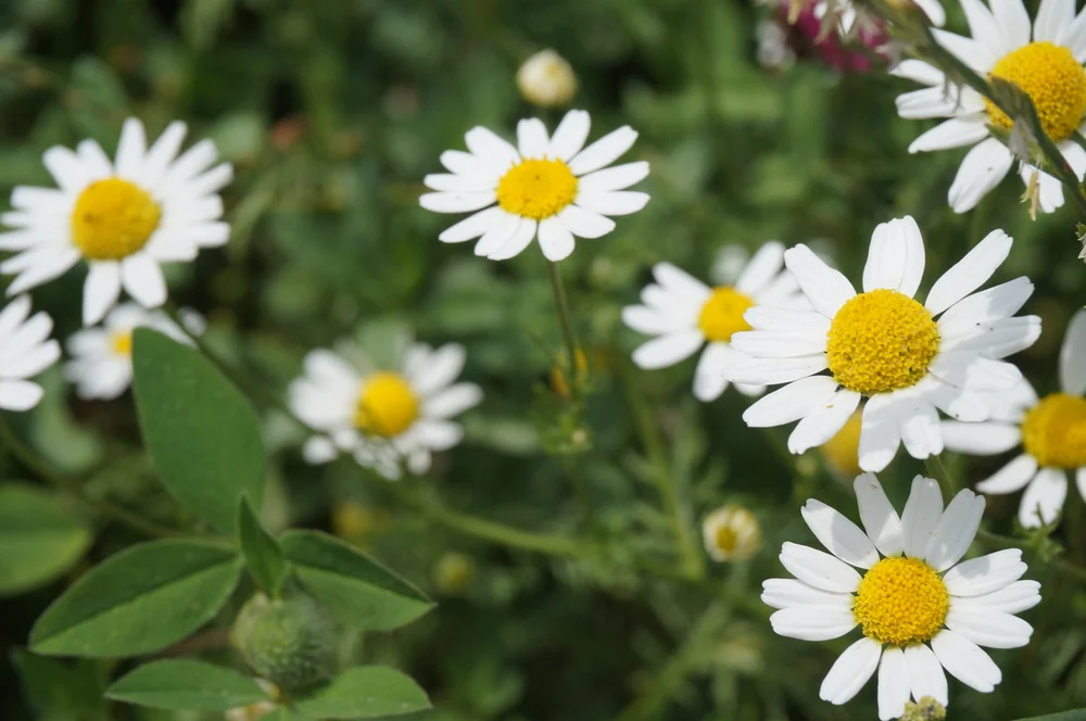 Chamomile
