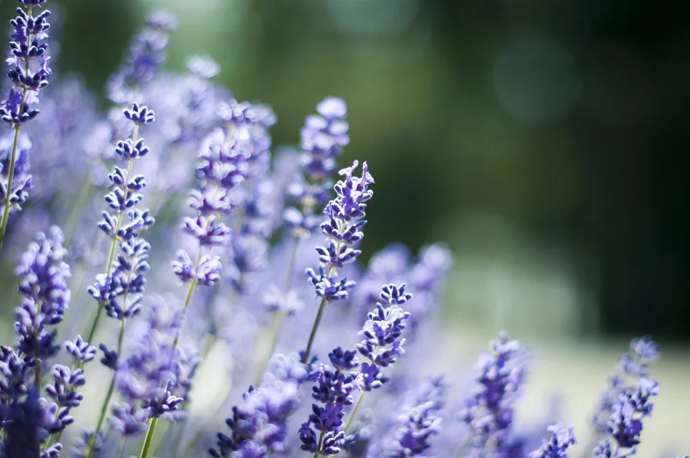 Lavender