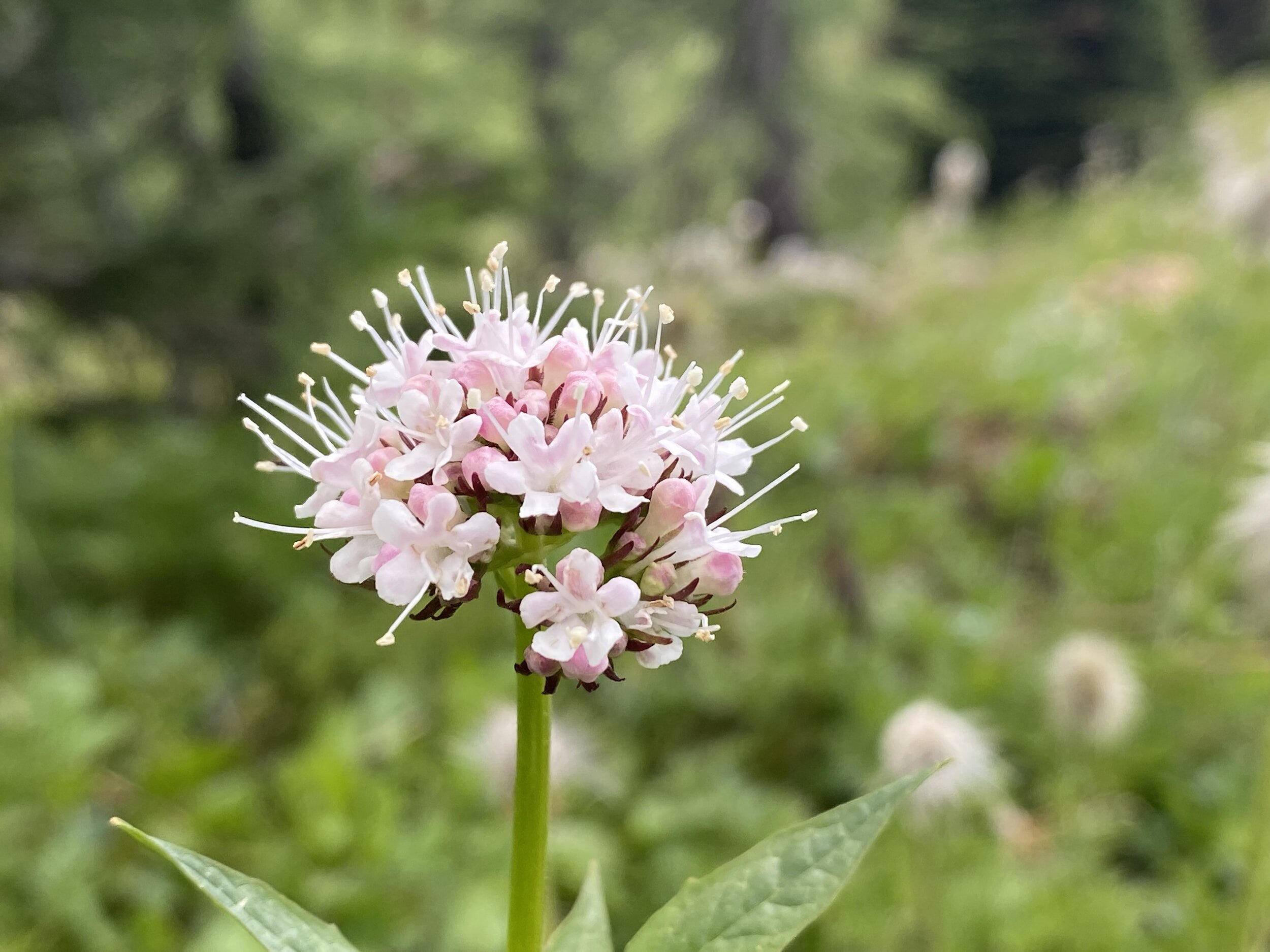 Valerian