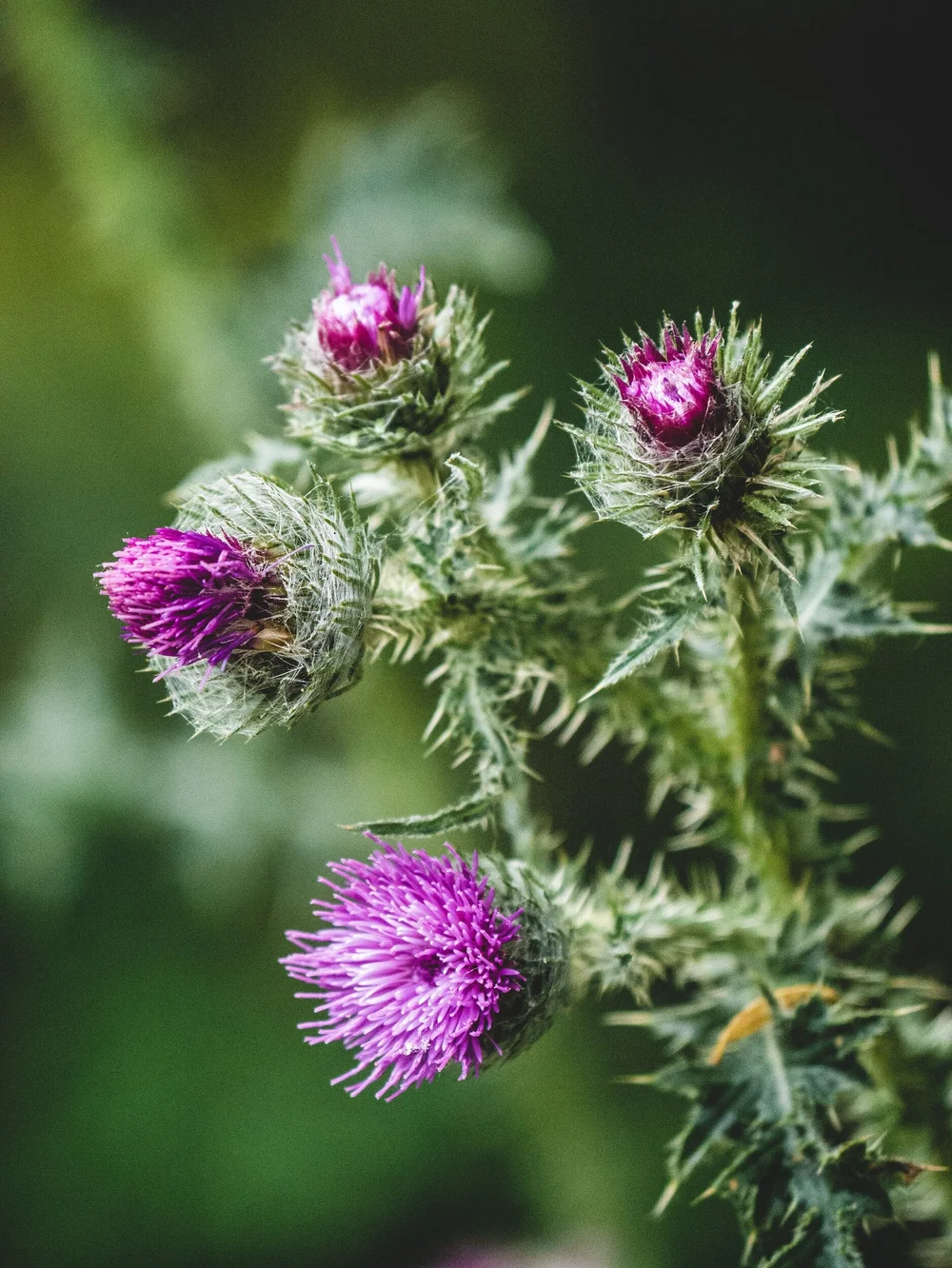 Milk Thistle