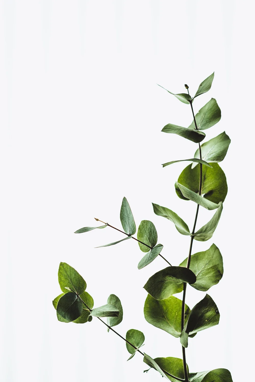 Eucalyptus
