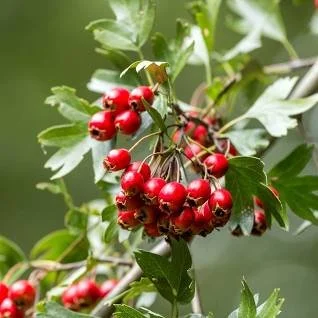 Hawthorn