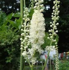 Black Cohosh