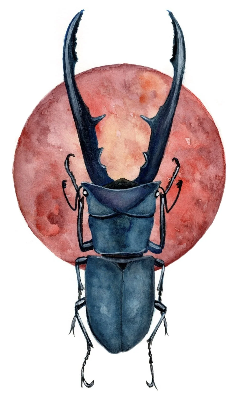 Stag Beetle (print)