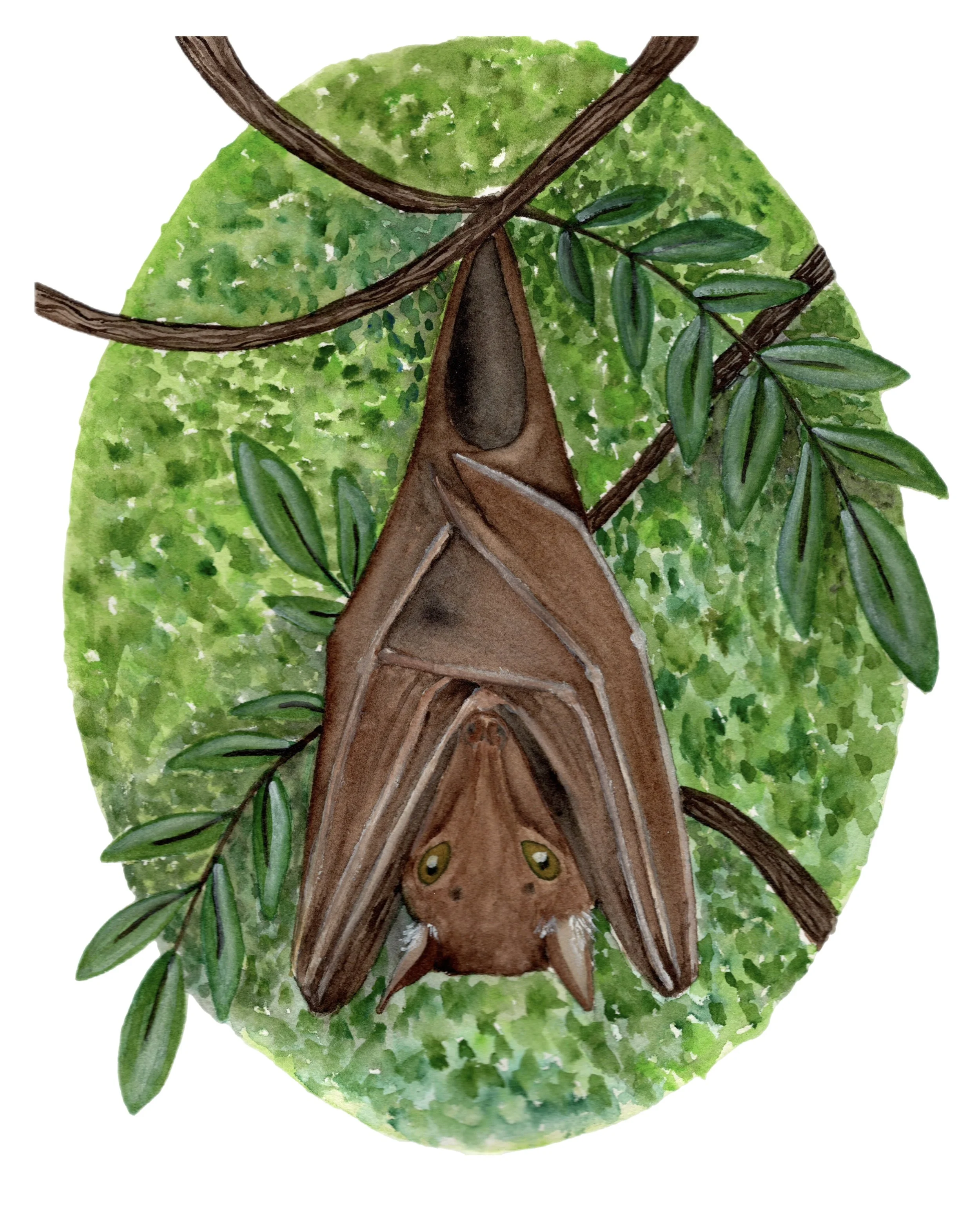 Hanging Fruit Bat