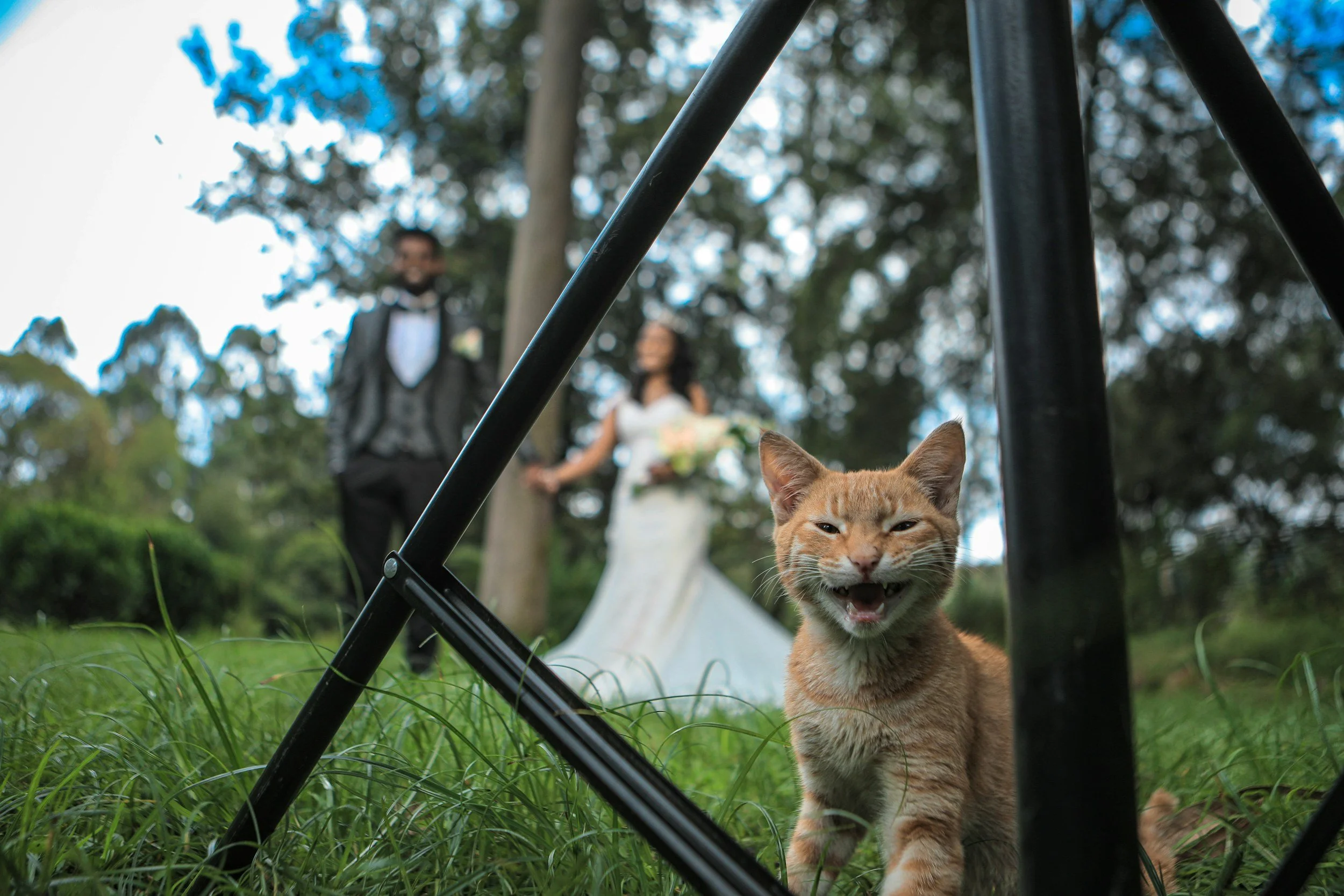 cat at wedding