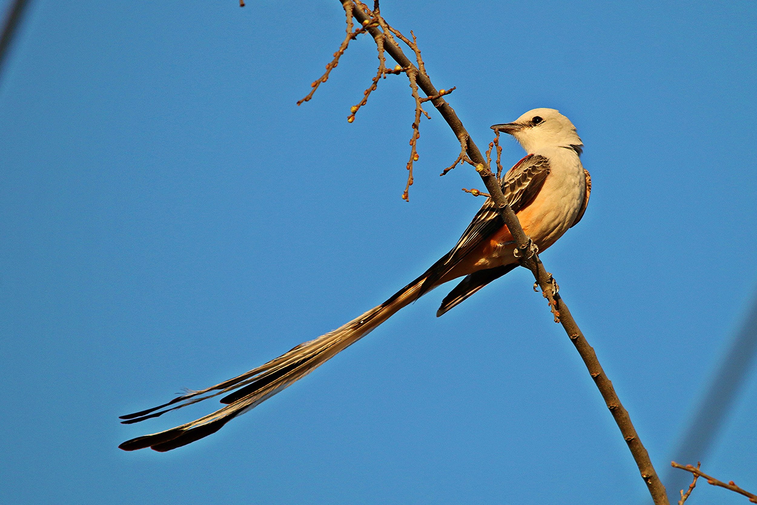 Scissor Tailed Flycatcher