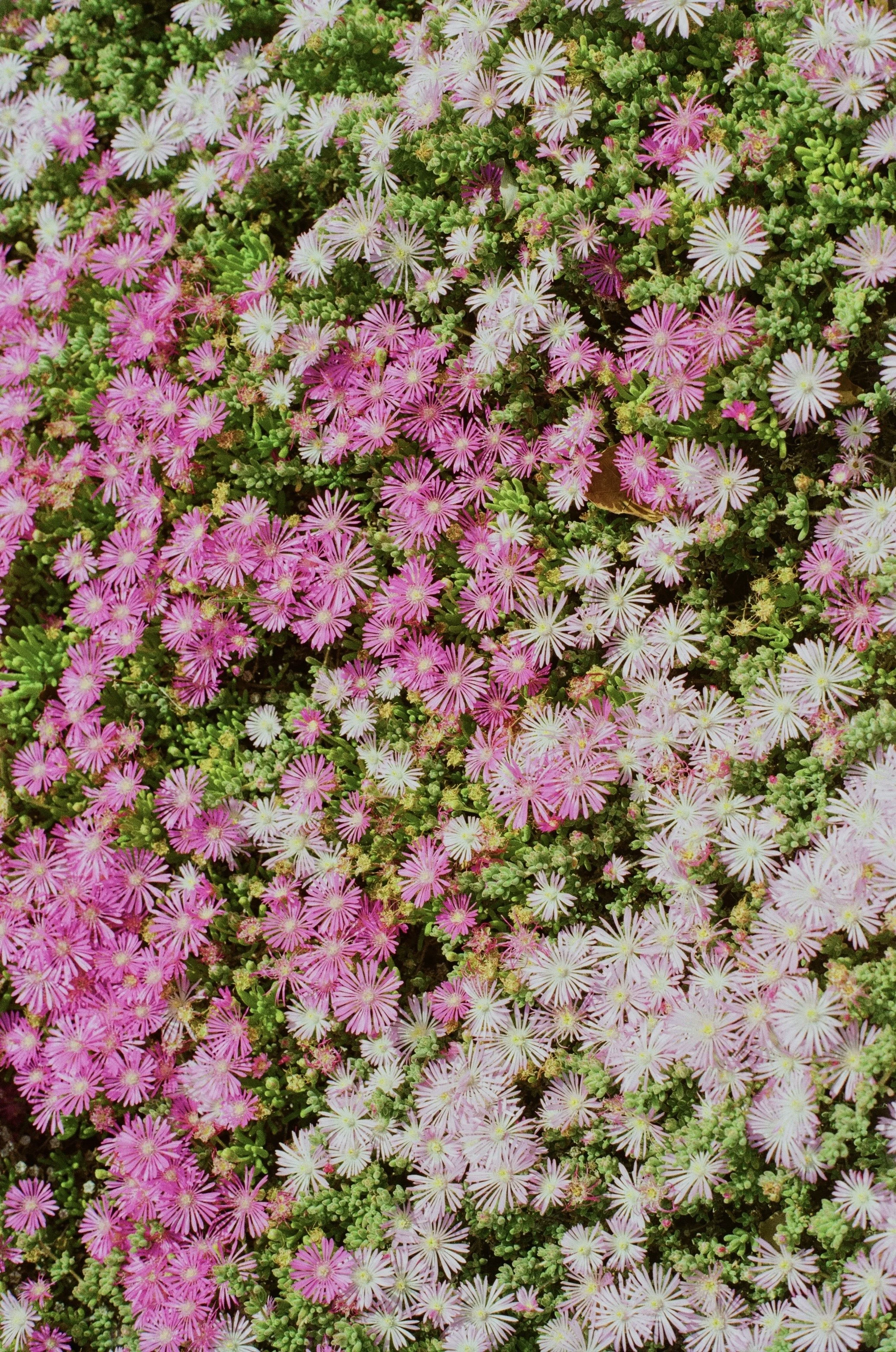 IMG_8598_VSCO.jpg