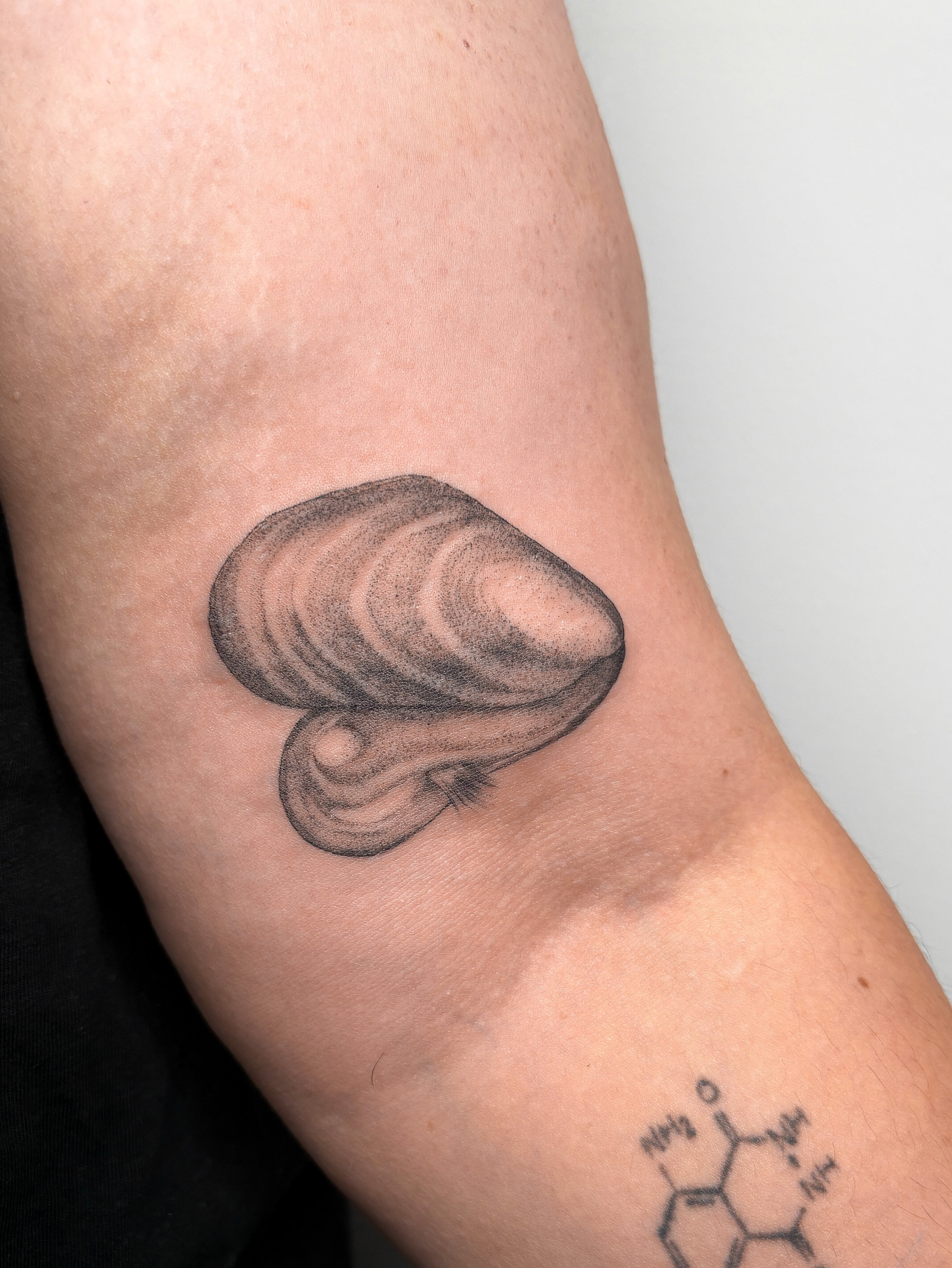 You deserve a tattoo as unique as your awesome PhD! 

This was so fun bringing to life for my client that has studied these mussels for a few years now. 
Each one is unique, but I really wanted to capture the insides of them and the beautiful banding