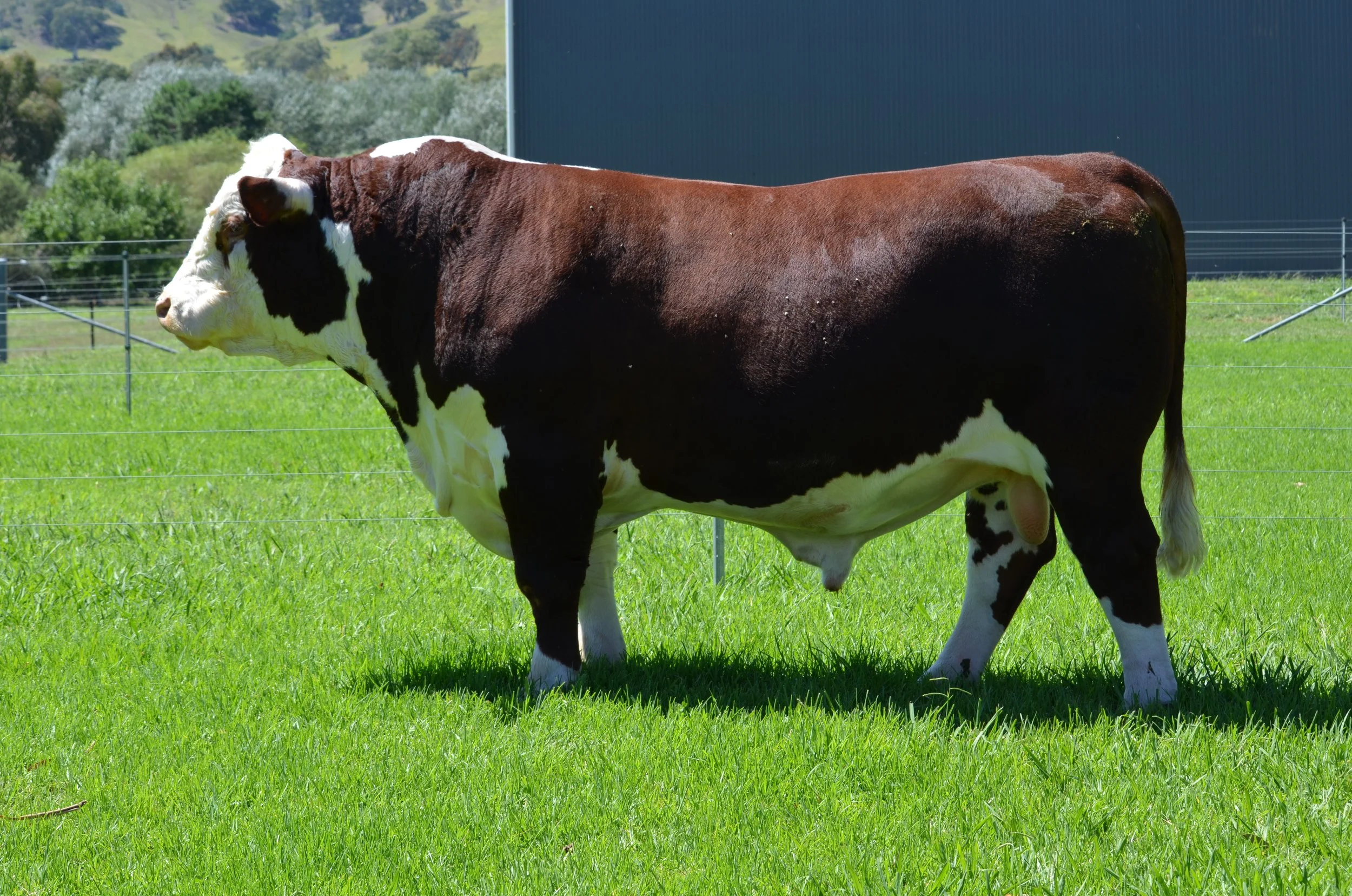 Lot 6 - SCHT130 (PP)