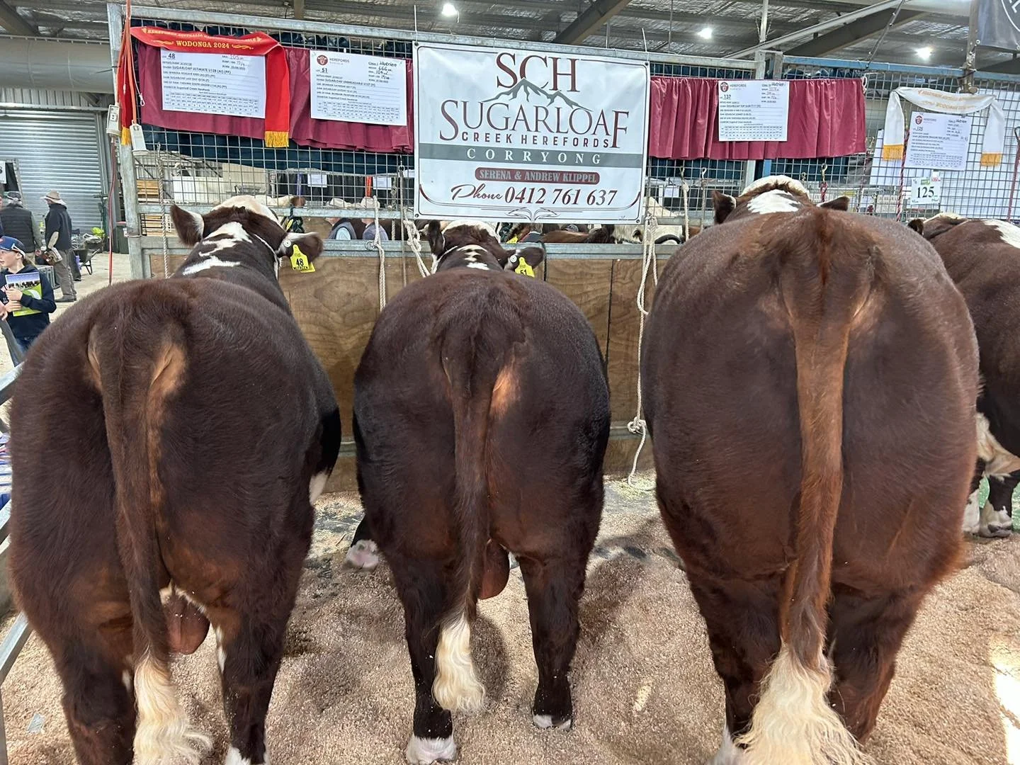 Sale commencing 9am TODAY! 
💥59th Herefords Australia National Show and Sale &ndash; Wodonga 💥

 Interfaced with Auctions Plus- LINK BELOW 

- Auctions Plus: https://auctionsplus.com.au/.../59th-herefords.../123097

- PDF Catalogue: https://www.her