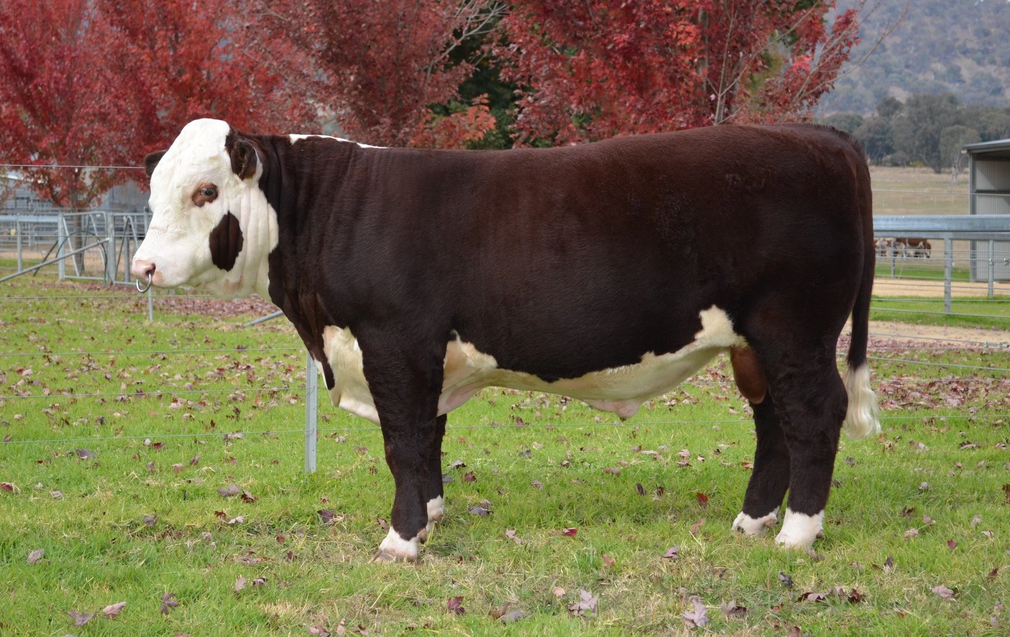 It was great to get back to the Herefords Australia National Show and Sale - Wodonga. 
SC Unbreakable U127 sold to the Hollis family Lotus Herefords $12,000. 
SC Top Gun T111 sold to David &amp; Marg Trethowan $18,000.
We are thrilled to have had bot