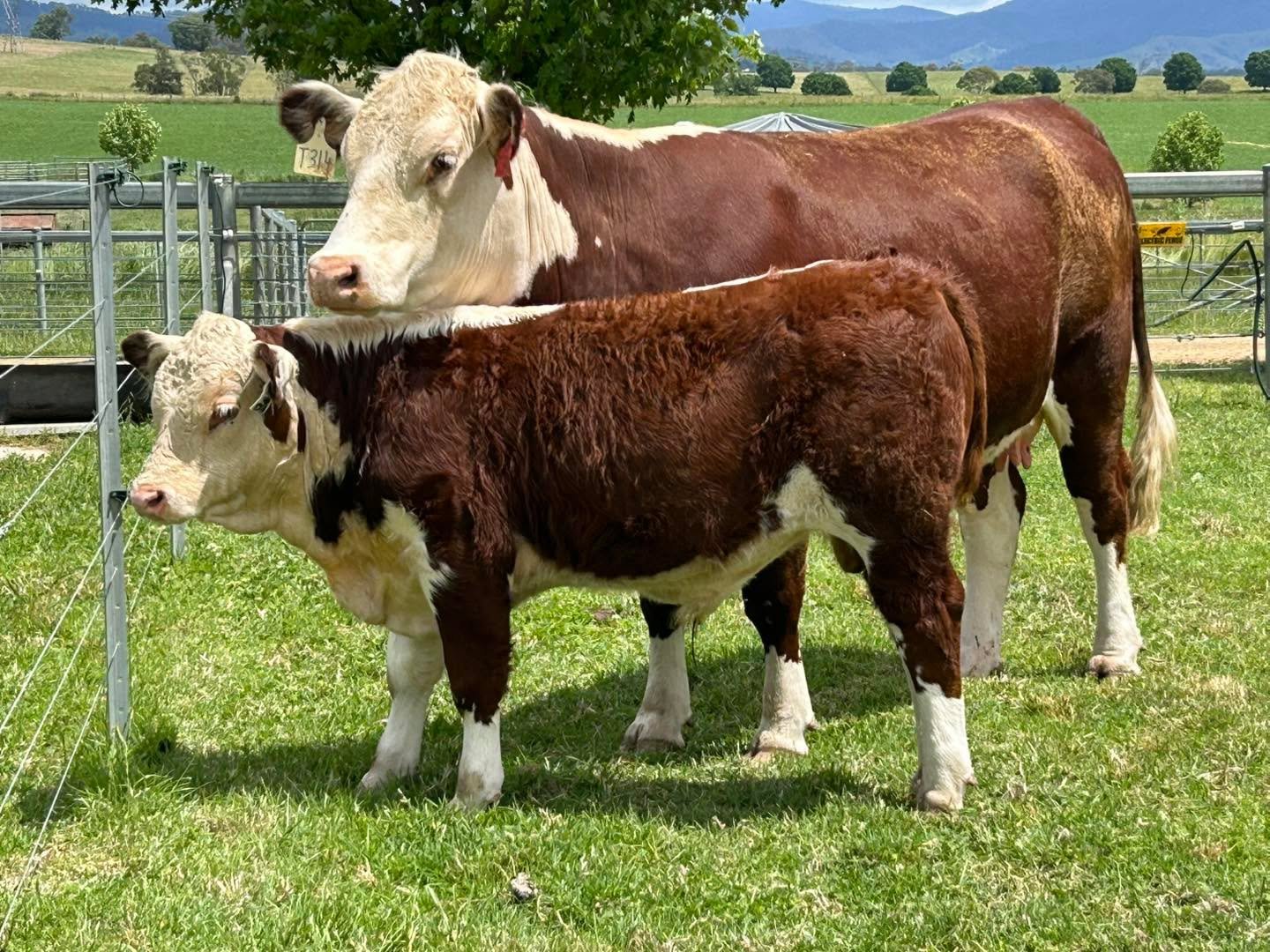 We are excited to send off this steer calf today to St Paul&rsquo;s College Walla Walla. The St Paul&rsquo;s agricultural student&rsquo;s  will be educating, preparing and showing him at the Royal Canberra Show in February. We are proud to be support