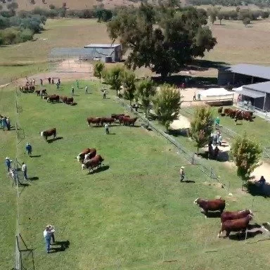 Invites you to our On Property Bull &amp; Female Sale TODAY!
Monday 24th February 2025.
Inspections: 10.30am
Sale commencing: 1pm - Interfaced Live with Auctions Plus

Nutrien Stud Stock - Pete Godbolt 0457 591 929 
Tim Woodham 0436 015 115

Nutrien 