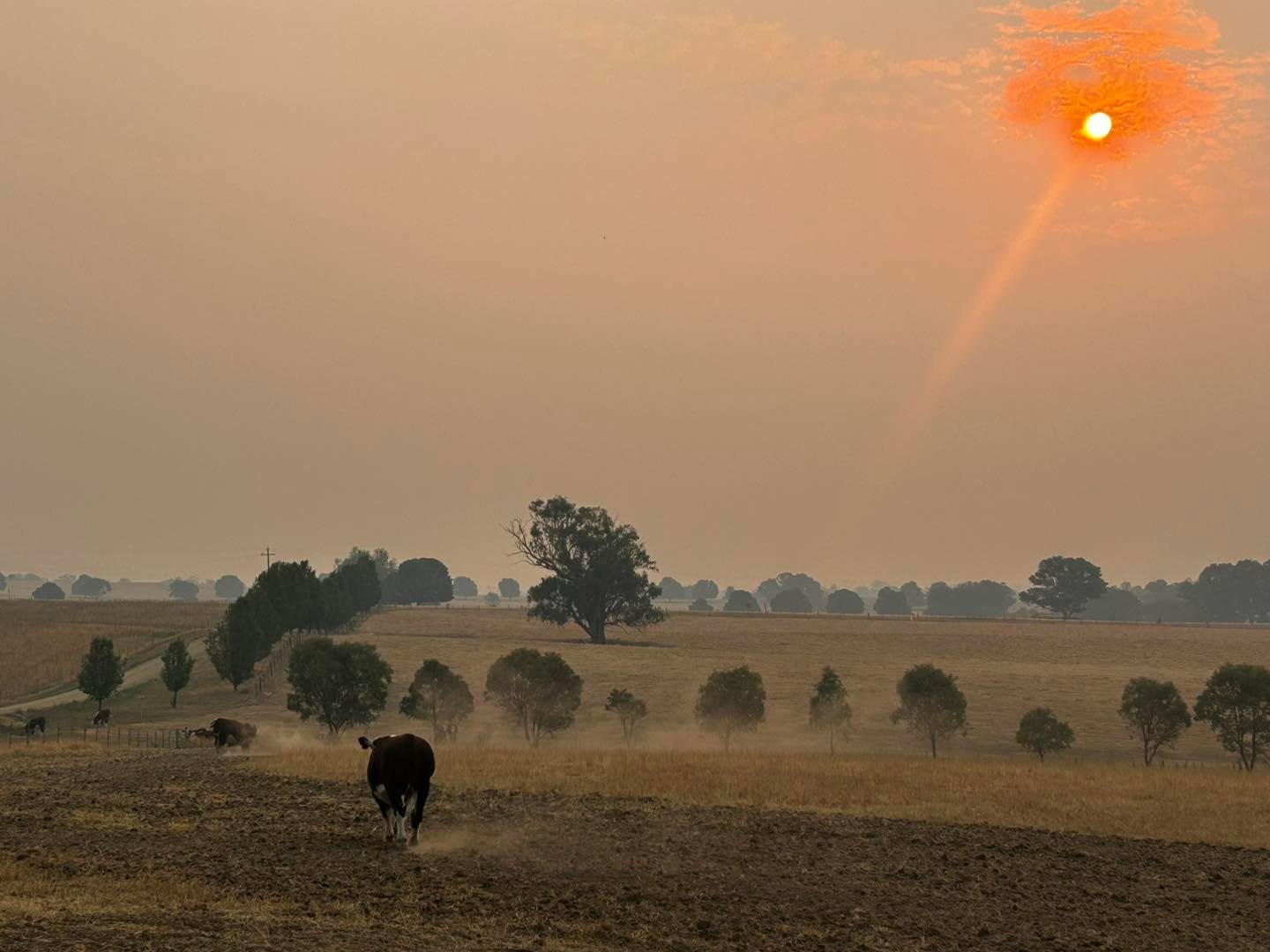 Nothing like a bit of BULL Dozing for a fire break. At least someone&rsquo;s enjoying the dust! 

#hereford #herefordsaustralia #uppermurray #bushfiresaustralia