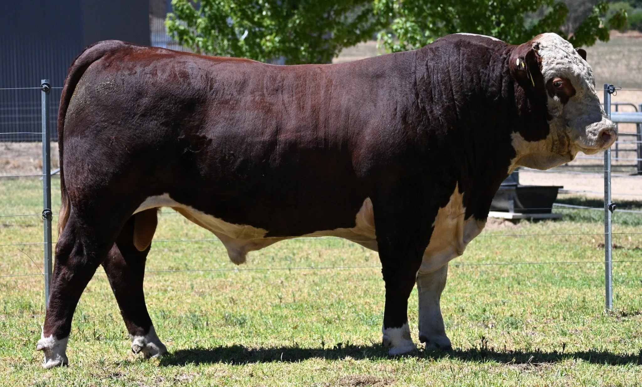 LOT 3 - Sugarloaf Victorious V206 (H)

https://i4.abri.au/online/cgi-bin/i4.dll?1=2A2C3E293E&amp;2=2420&amp;3=56&amp;5=2B3C2B3C3A&amp;6=5E5C25582524262F&amp;9=5C5B5D59
 
Selling on property, Monday 23rd February 2026.

 #herefordsaustralia #Hereford 