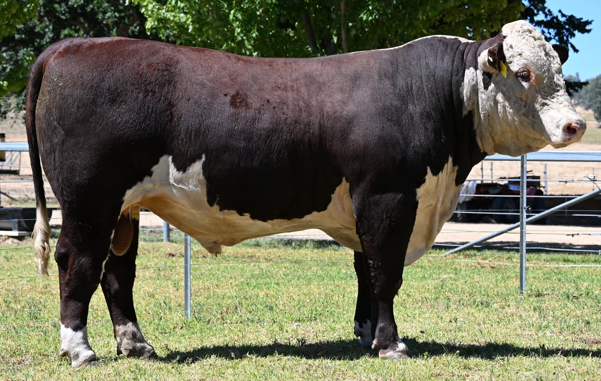 LOT 4 - Sugarloaf Virbamec V205 (H)

https://i4.abri.au/online/cgi-bin/i4.dll?1=2A2C3E293E&amp;2=2420&amp;3=56&amp;5=2B3C2B3C3A&amp;6=5E5C255825245821&amp;9=5C5B5D27

Selling on property, Monday 23rd February 2026.

 #Hereford #herefordsaustralia #he