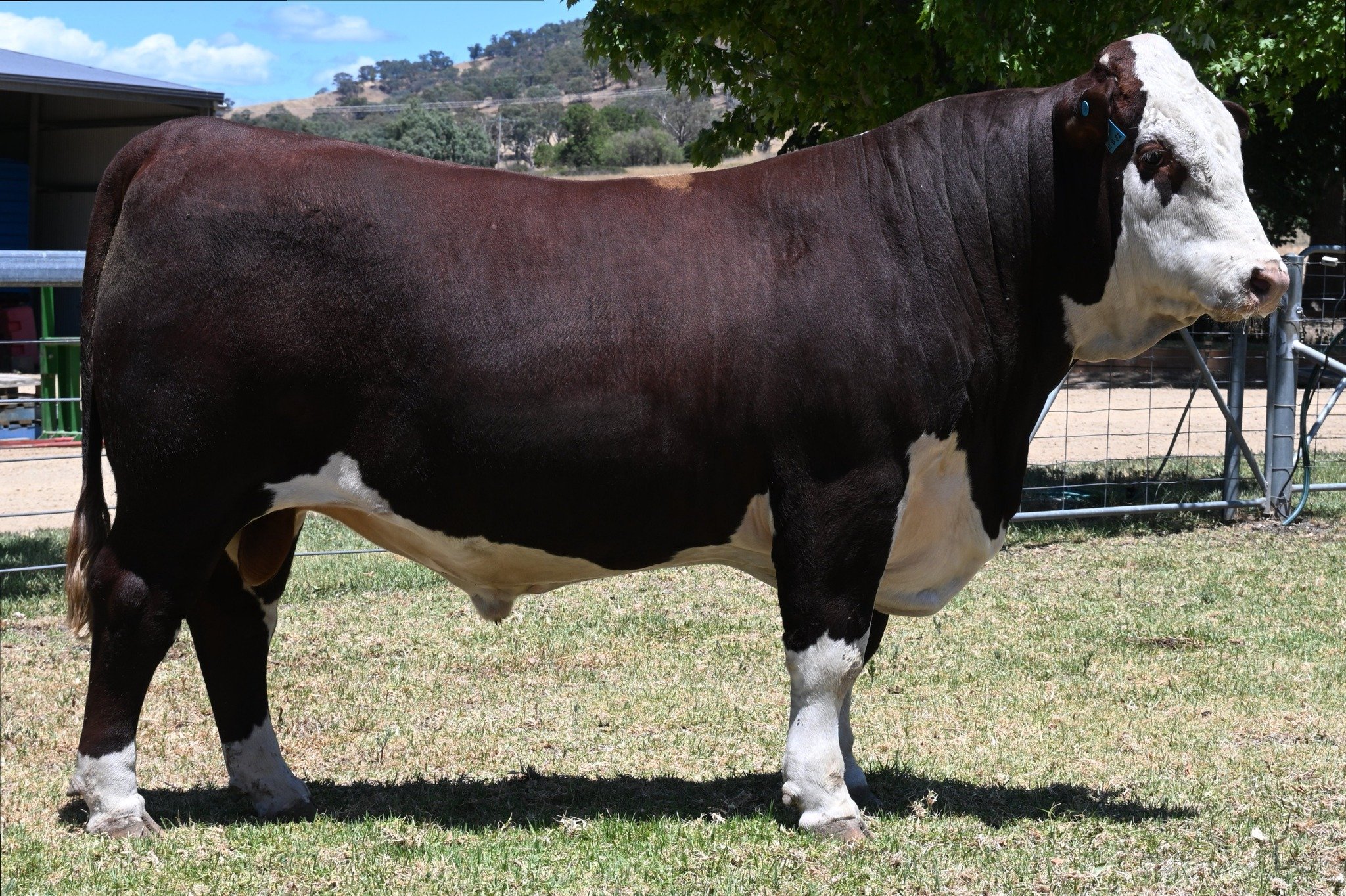Sale Day Tomorrow!

🌦22mm of rain today has freshened everything up beautifully. 
▪️Inspections: 10.30am
▪️Sale: 1pm
Remember, we&rsquo;ll be live online via AuctionsPlus  for those who can&rsquo;t make it in person.
Light lunch provided.

See you t