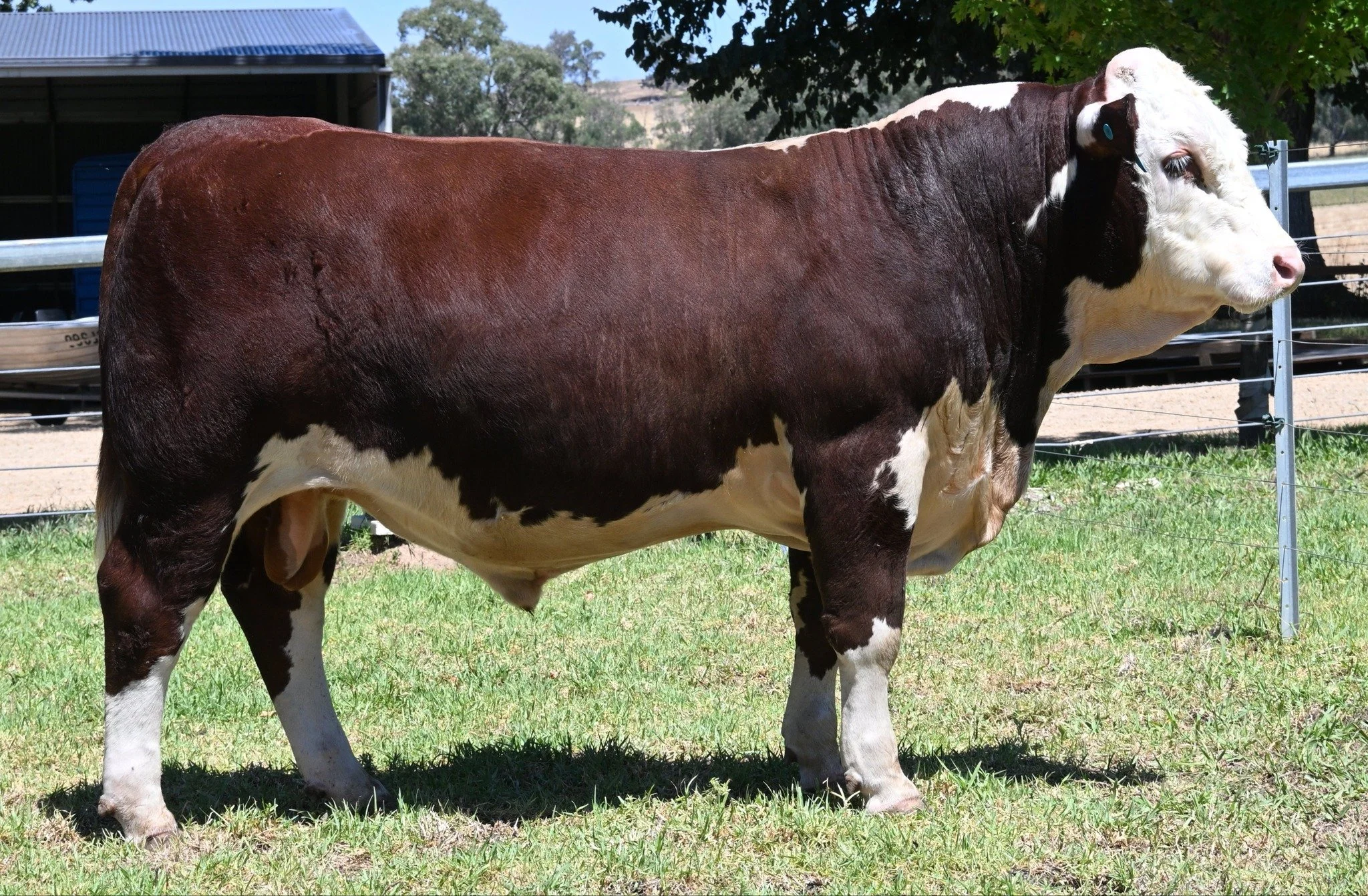 Lot 23 - This soft, stylish 16-month-old Marshall bull offers eye appeal and a quiet temperament to match. Sister P186 produced SC Top End, $28,000 2024. We retained his brother as sire last year.
Selling Monday 23rd February, 2026. 1pm

@billwyndham