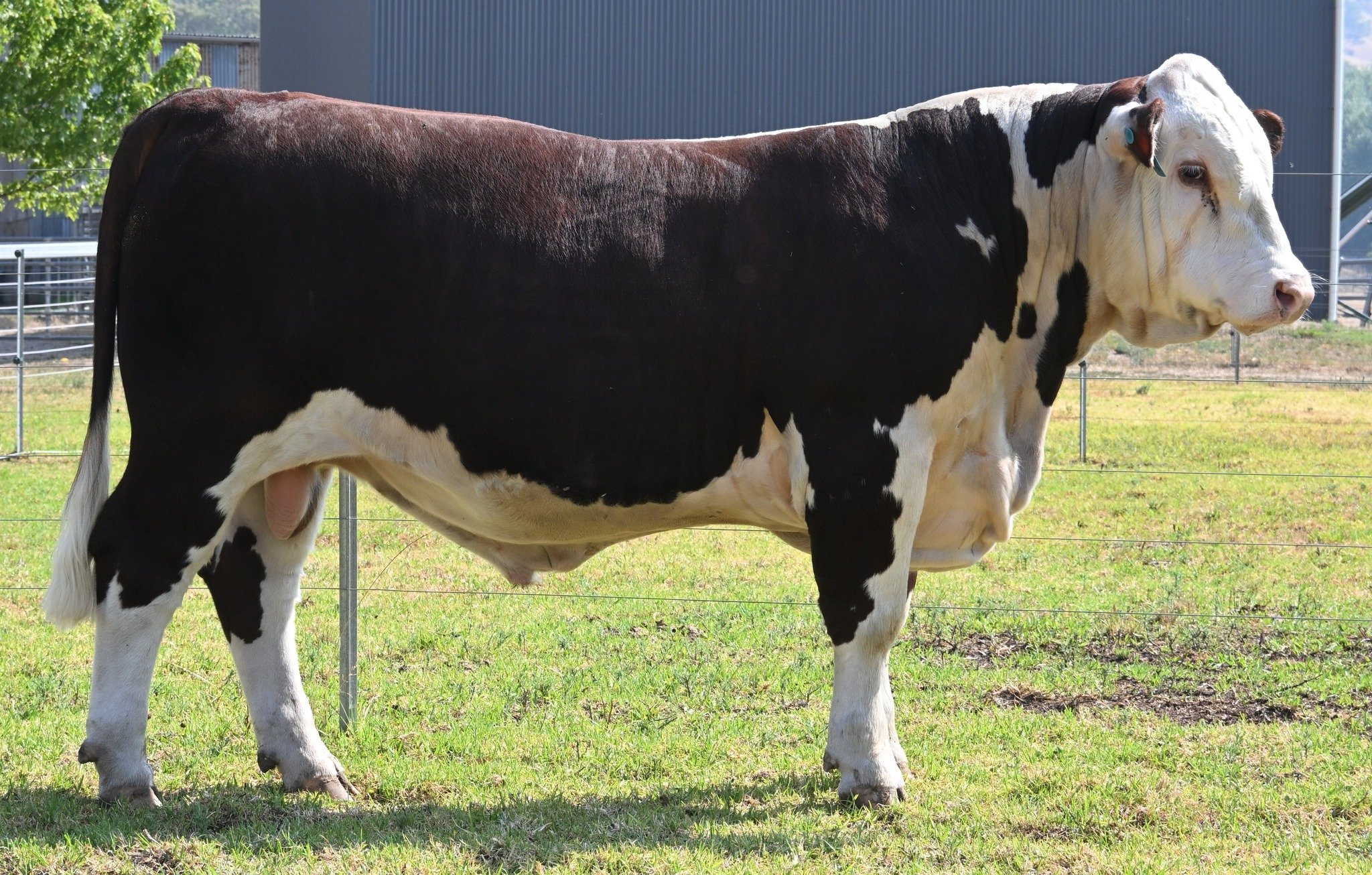 Lot 13 - Sugarloaf Value V253 (PP) 
This well-balanced Homozygous polled 17-month-old bull, Value tips the scales at 698kg. Smooth skin, great head, structurally correct and very quiet in nature.
Selling Monday 23rd February 2026. 1pm.

Nutrien Stud 
