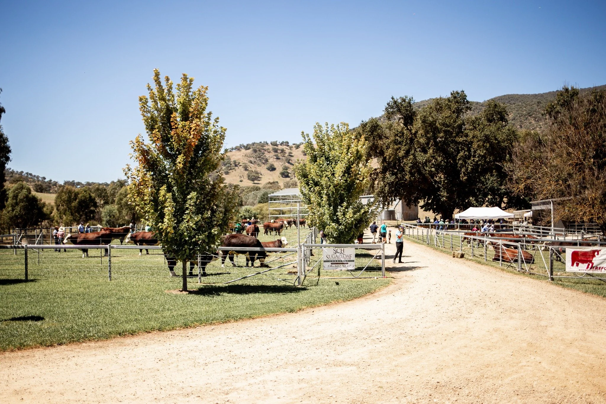 🔔 Sale-O! Sale-O! Sale! 🔔

Sale begins at 1pm sharp.

Bid online via AuctionsPlus &mdash; https://auctionsplus.com.au/auctions/cattle/sugarloaf-creek-herefords-on-property-bull-fe/127498

📞 Nutrien agents available:
Pete Godbolt &mdash; 0457 591 9