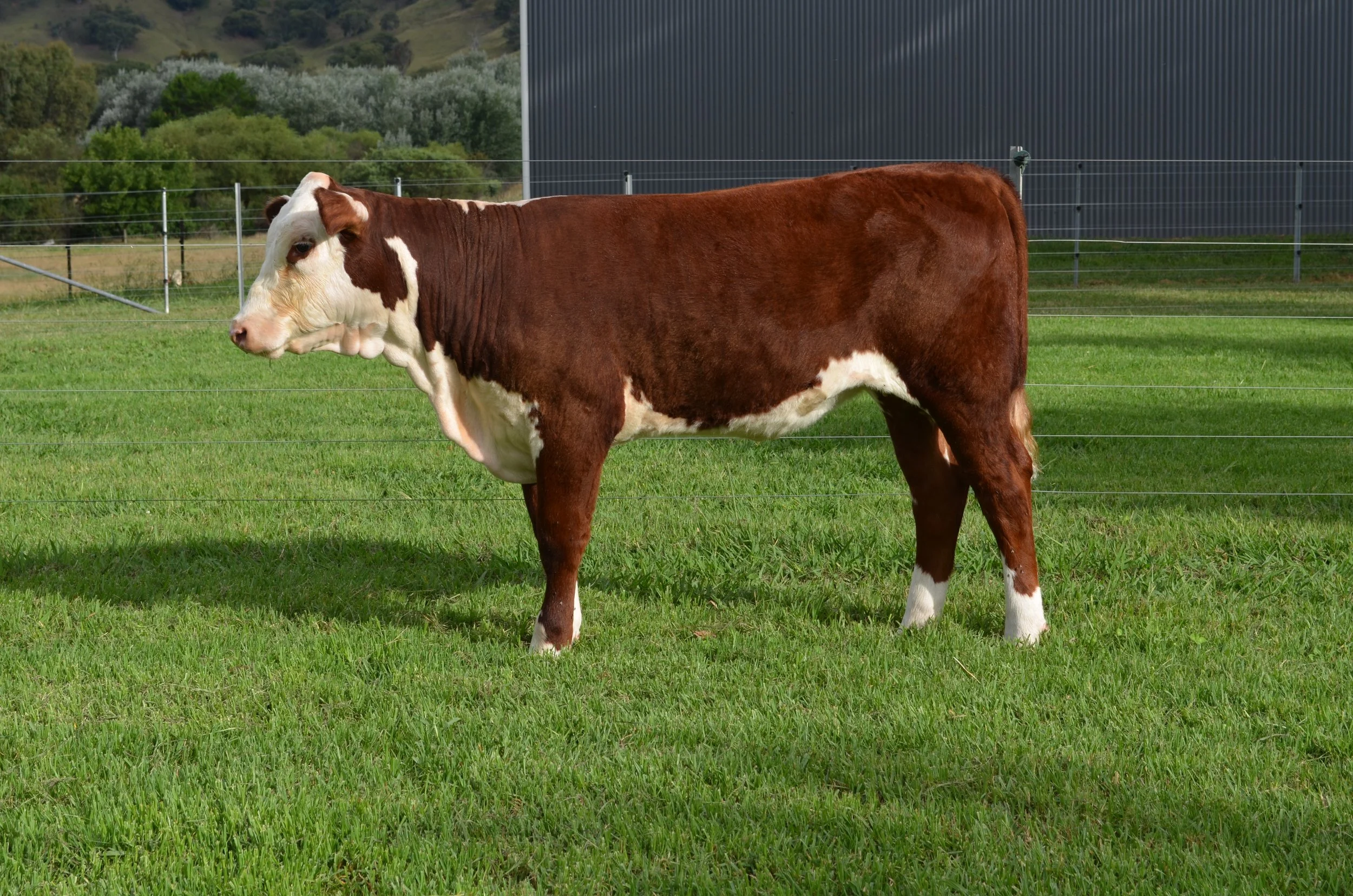 Lot 40 - SCHU130 (P)