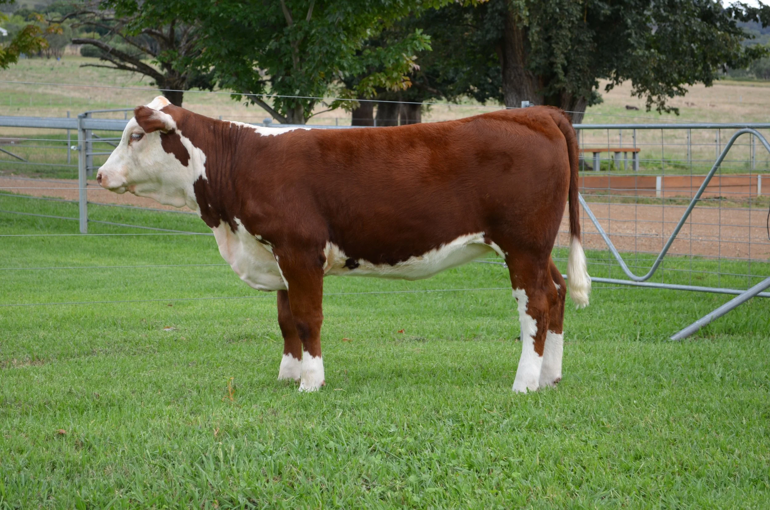 Lot 39 - SCHU131 (P)