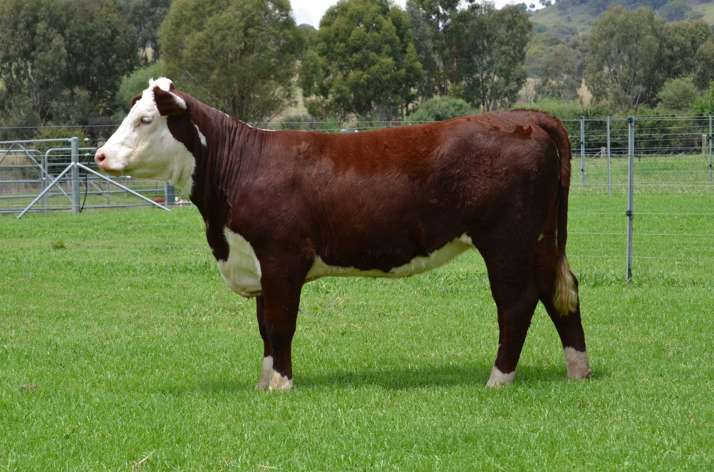 Lot 47 - SCHT191 (P)