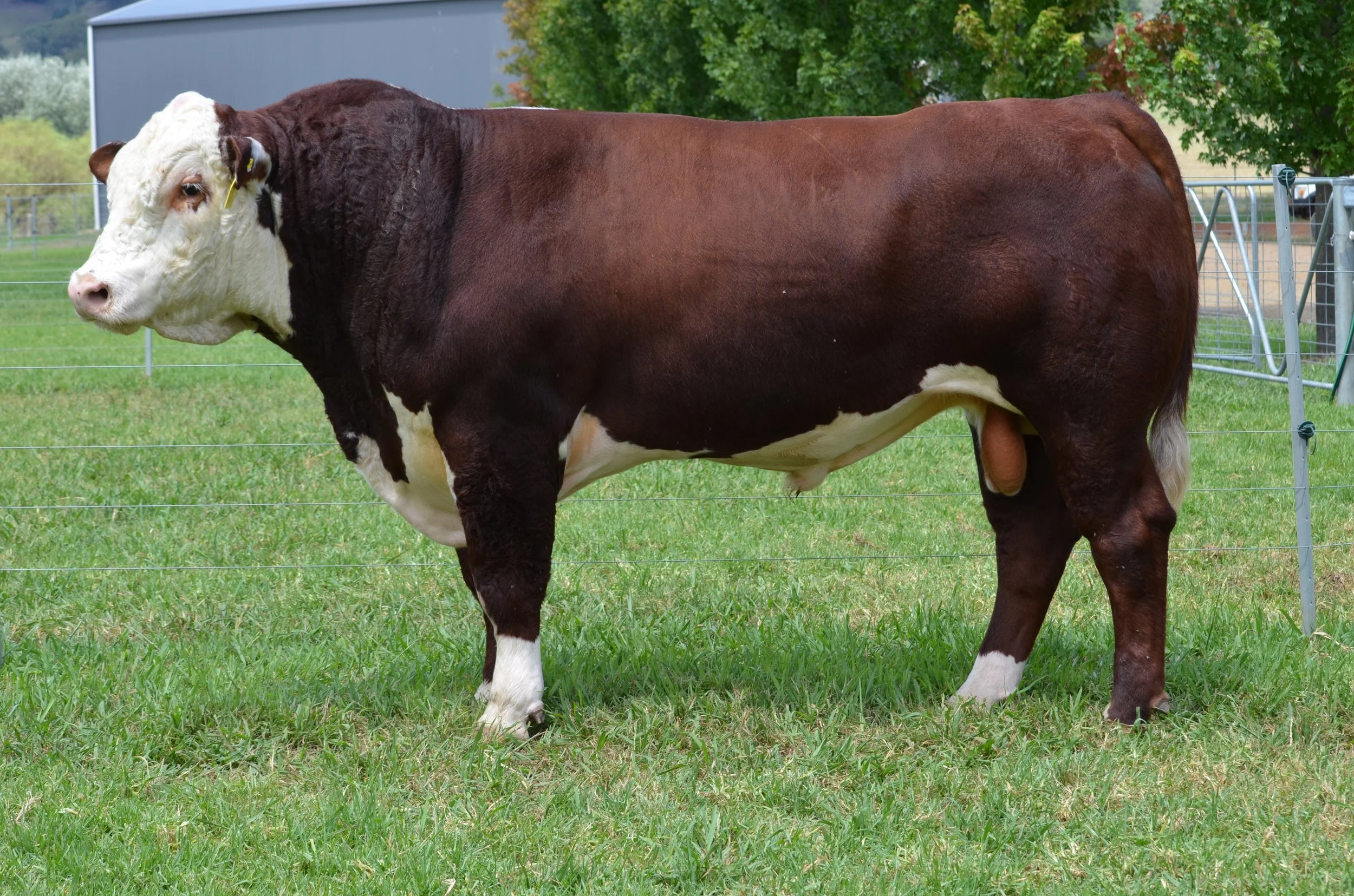 Lot 18 - SCHT117 (PP)