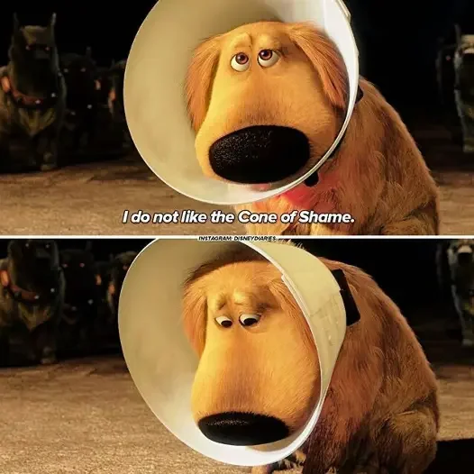 Dog wearing cone of shame — representing the shame that makes asking for marriage counseling feel so hard