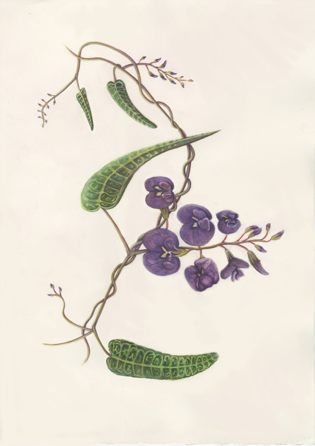 Botainical illustration .jpg